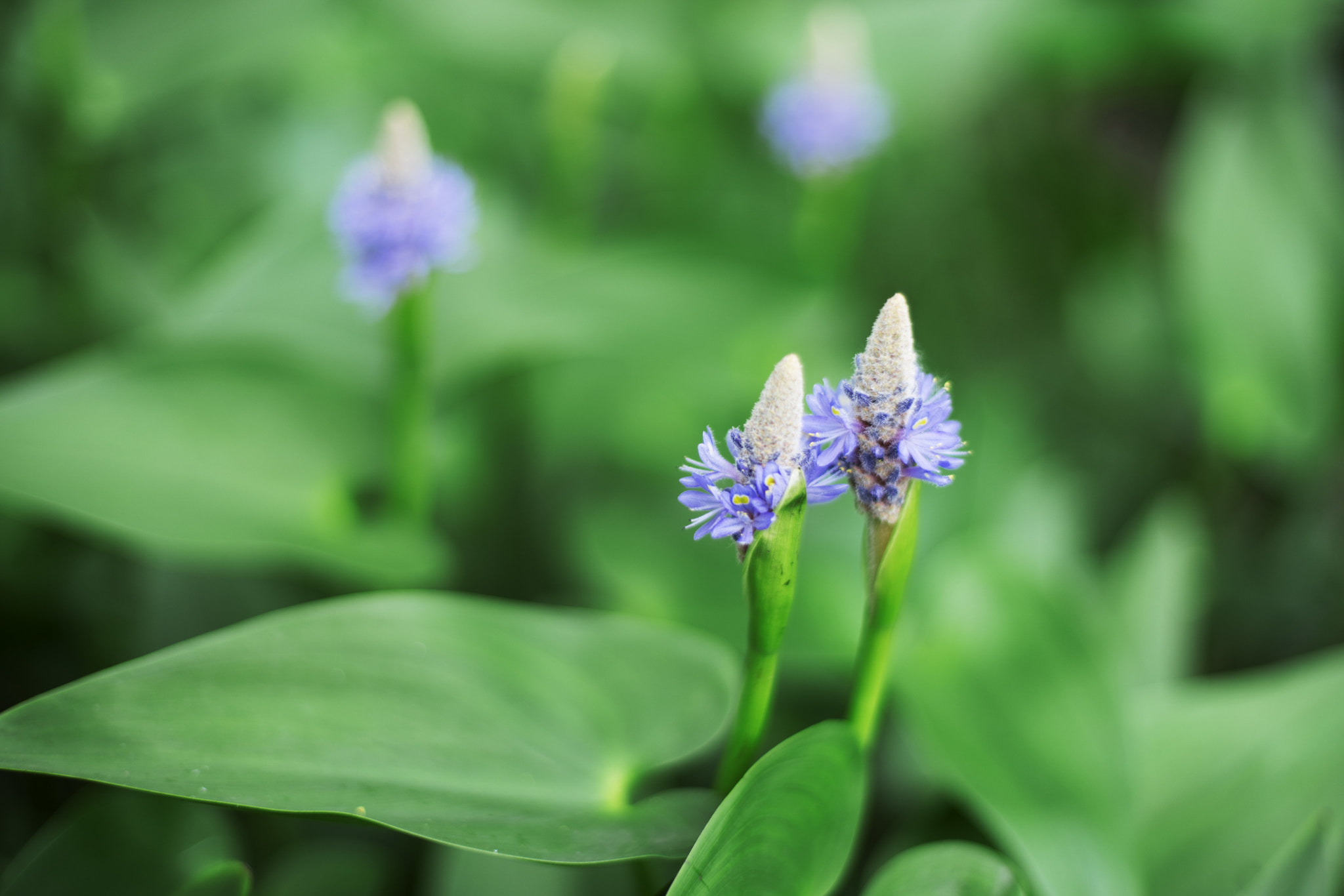 Sony a7R II + Canon EF 50mm F1.4 USM sample photo. Hangzhou xianghu photography