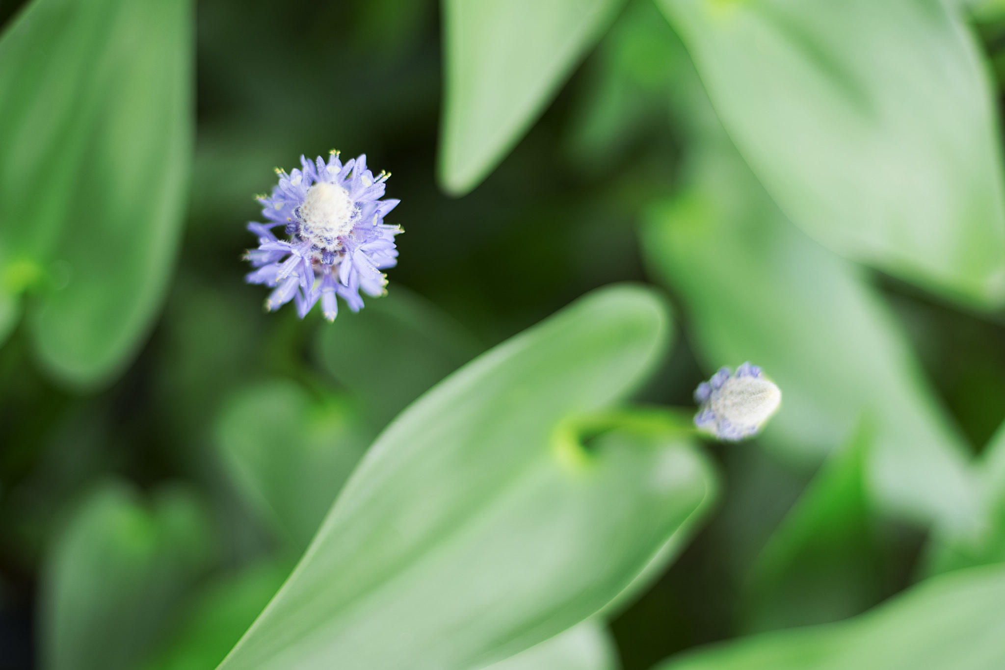 Sony a7R II + Canon EF 50mm F1.4 USM sample photo. Hangzhou xianghu photography