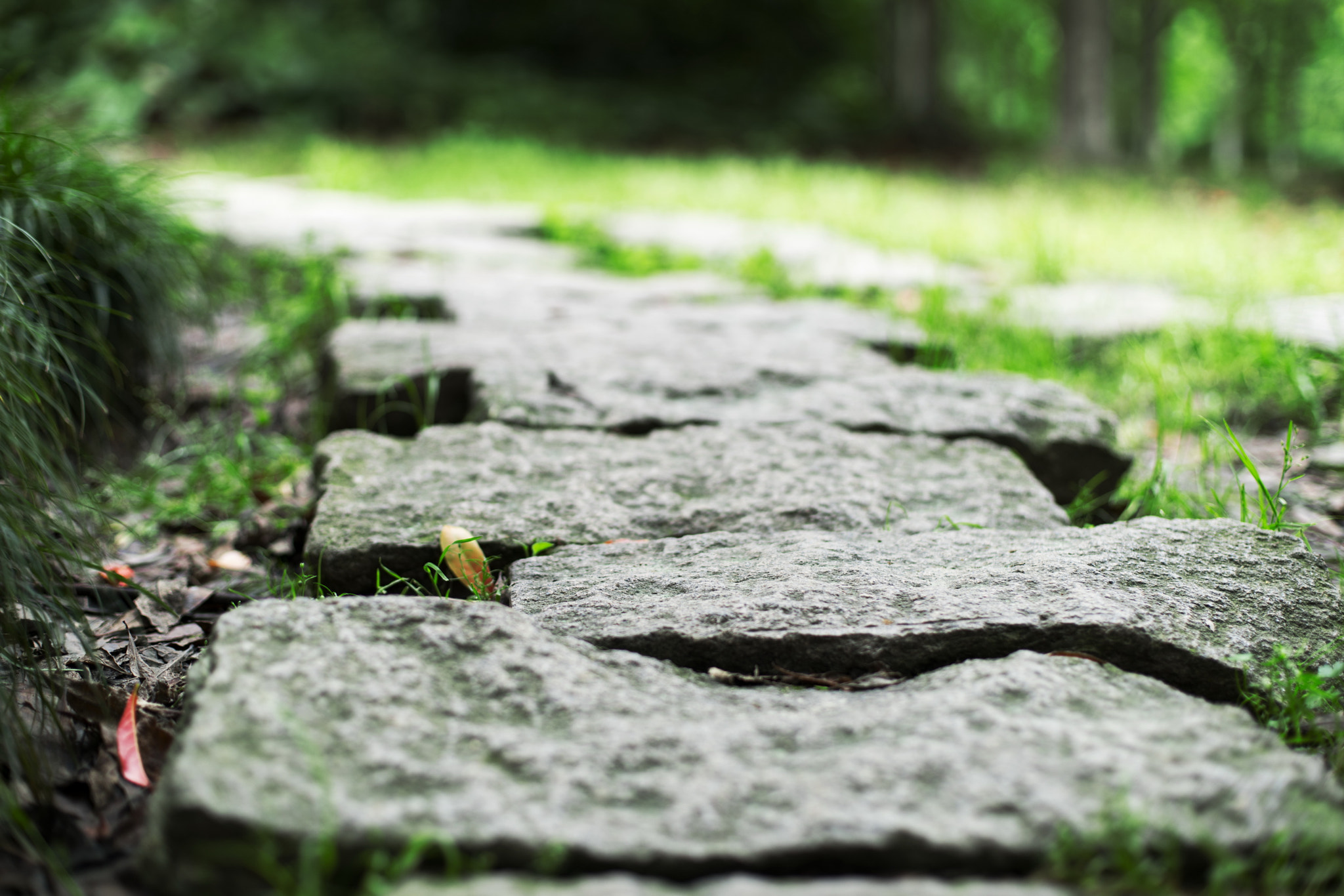 Sony a7R II + Canon EF 50mm F1.4 USM sample photo. Hangzhou xianghu photography