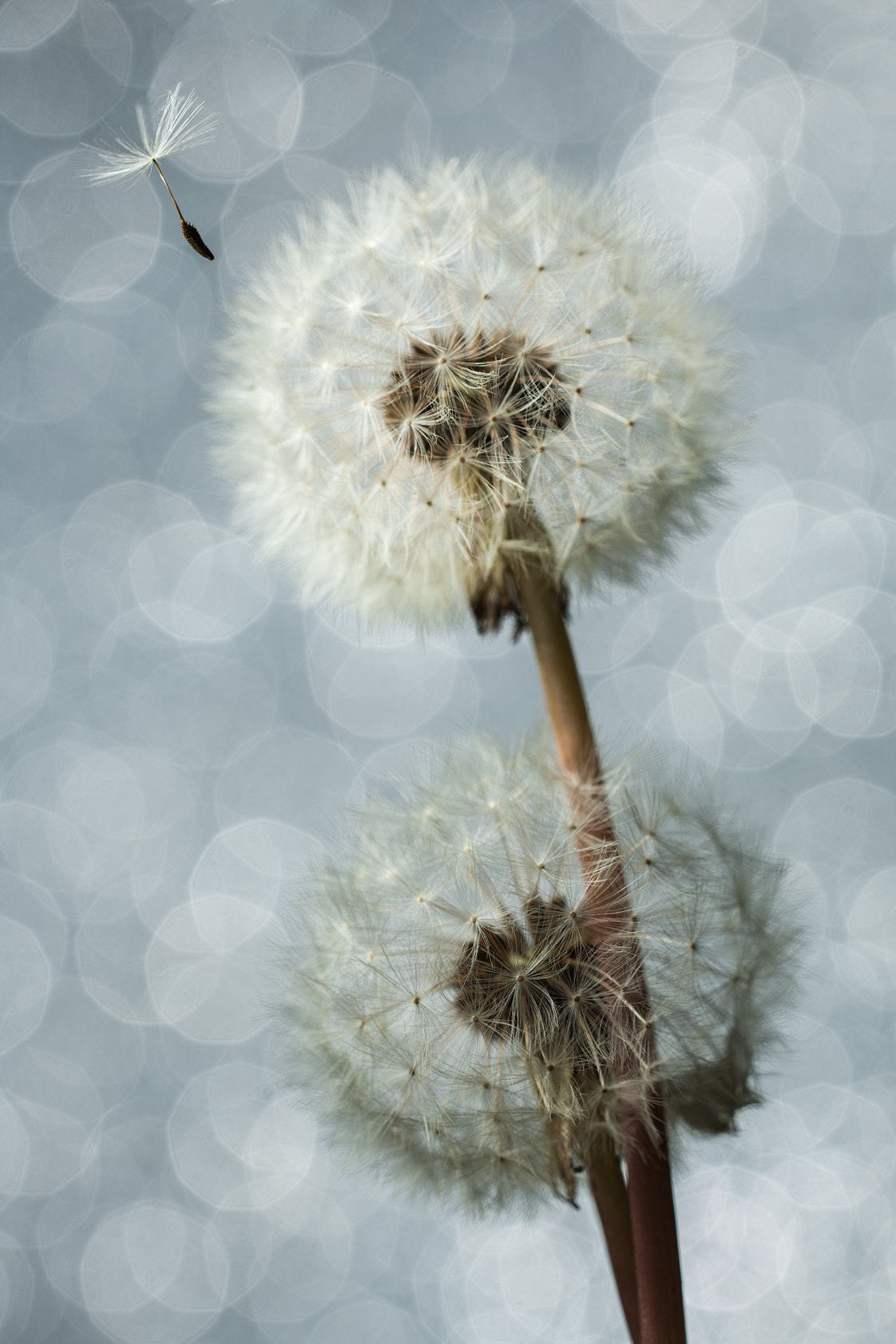 Sigma 150mm f/2.8 EX DG OS HSM APO Macro sample photo. Bright dandelion photography