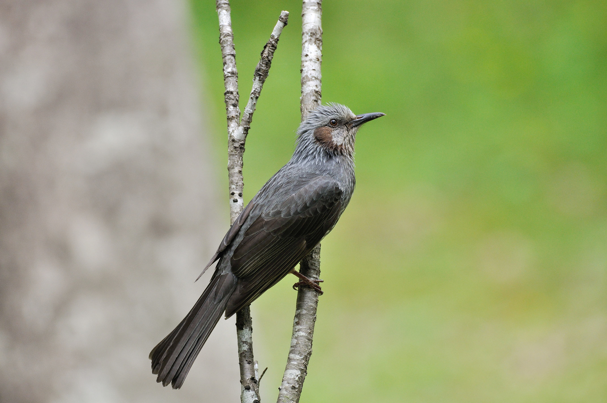 Sigma 150-600mm F5-6.3 DG OS HSM | C sample photo. Hypsipetes amaurotis photography