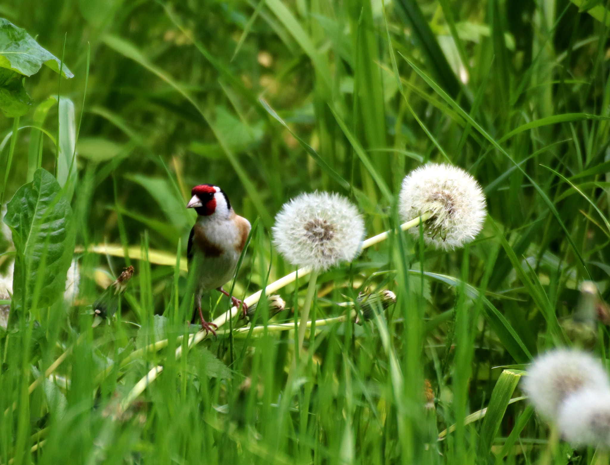 Tamron SP 35mm F1.8 Di VC USD sample photo. X photography