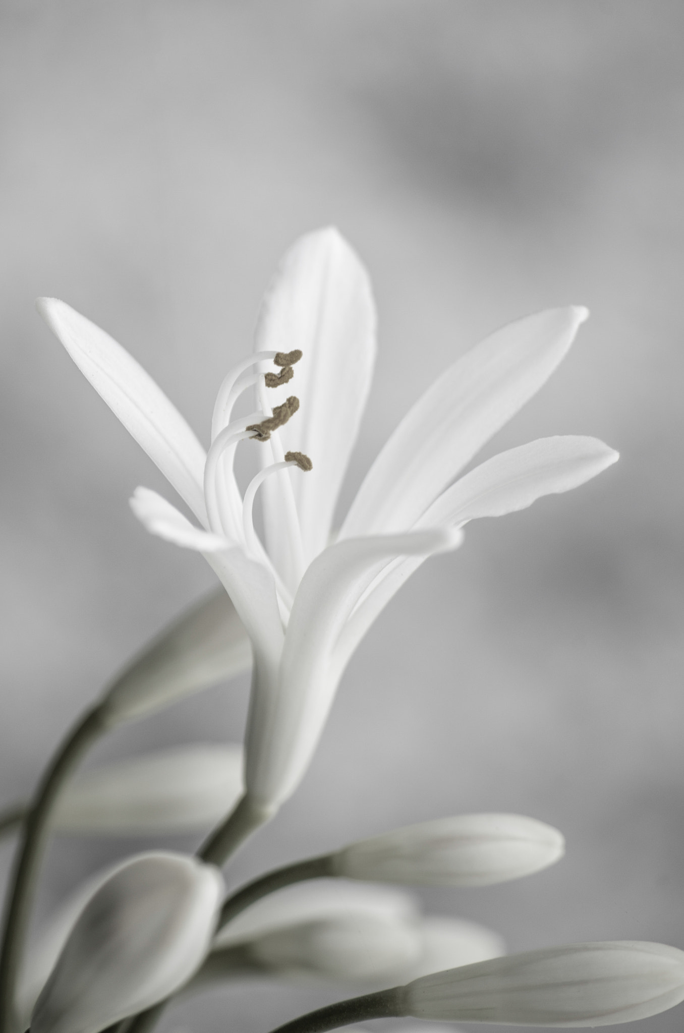 Pentax K-30 sample photo. White flower photography