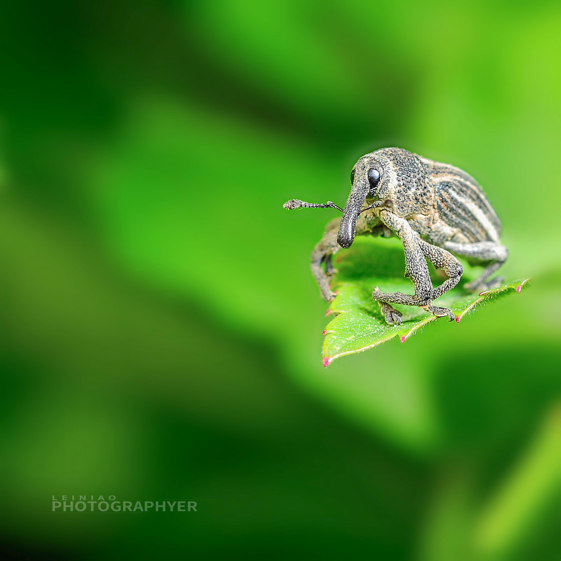 Nikon D200 + Nikon AF Micro-Nikkor 60mm F2.8D sample photo. 野外拍摄 photography