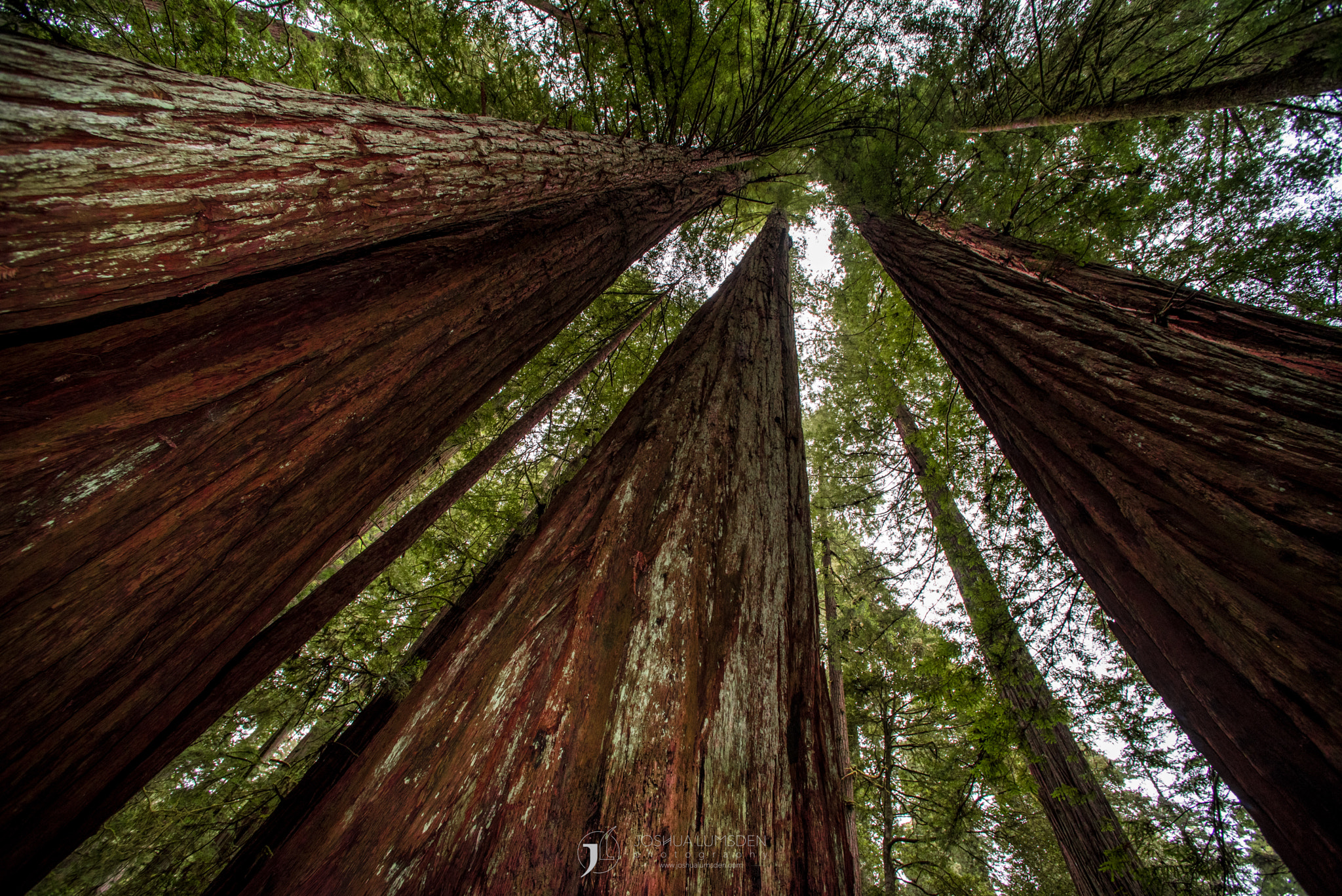 Nikon D750 + Nikon AF Nikkor 14mm F2.8D ED sample photo. To the redwood forest photography