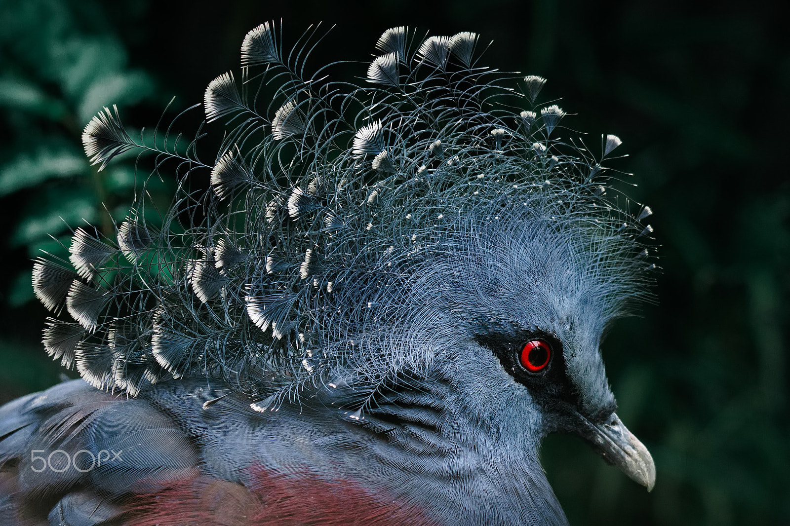 Sony FE 70-300mm F4.5-5.6 G OSS sample photo. Victoria crowned pigeon photography