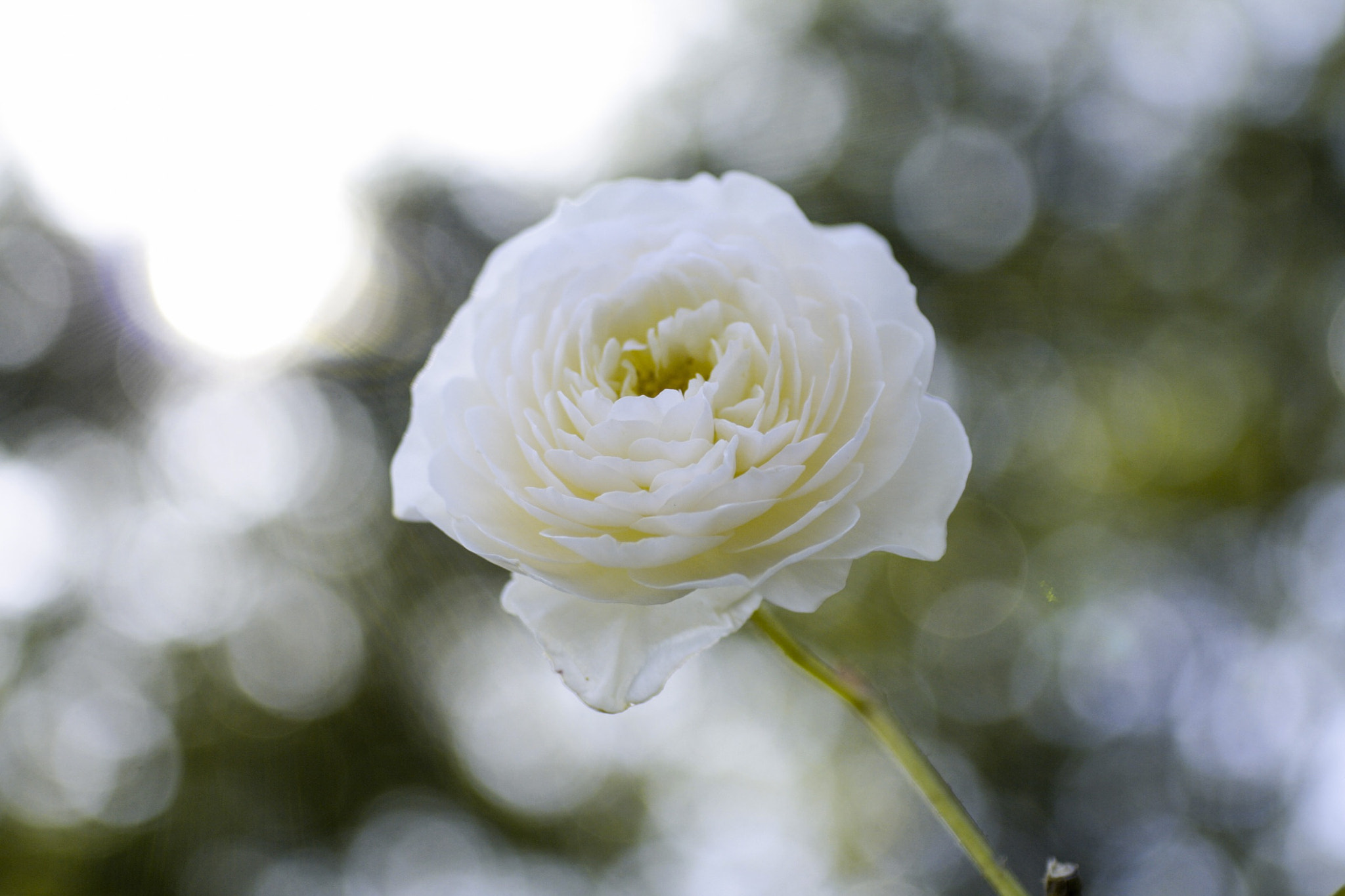 Canon EOS 450D (EOS Rebel XSi / EOS Kiss X2) sample photo. 白薔薇 photography