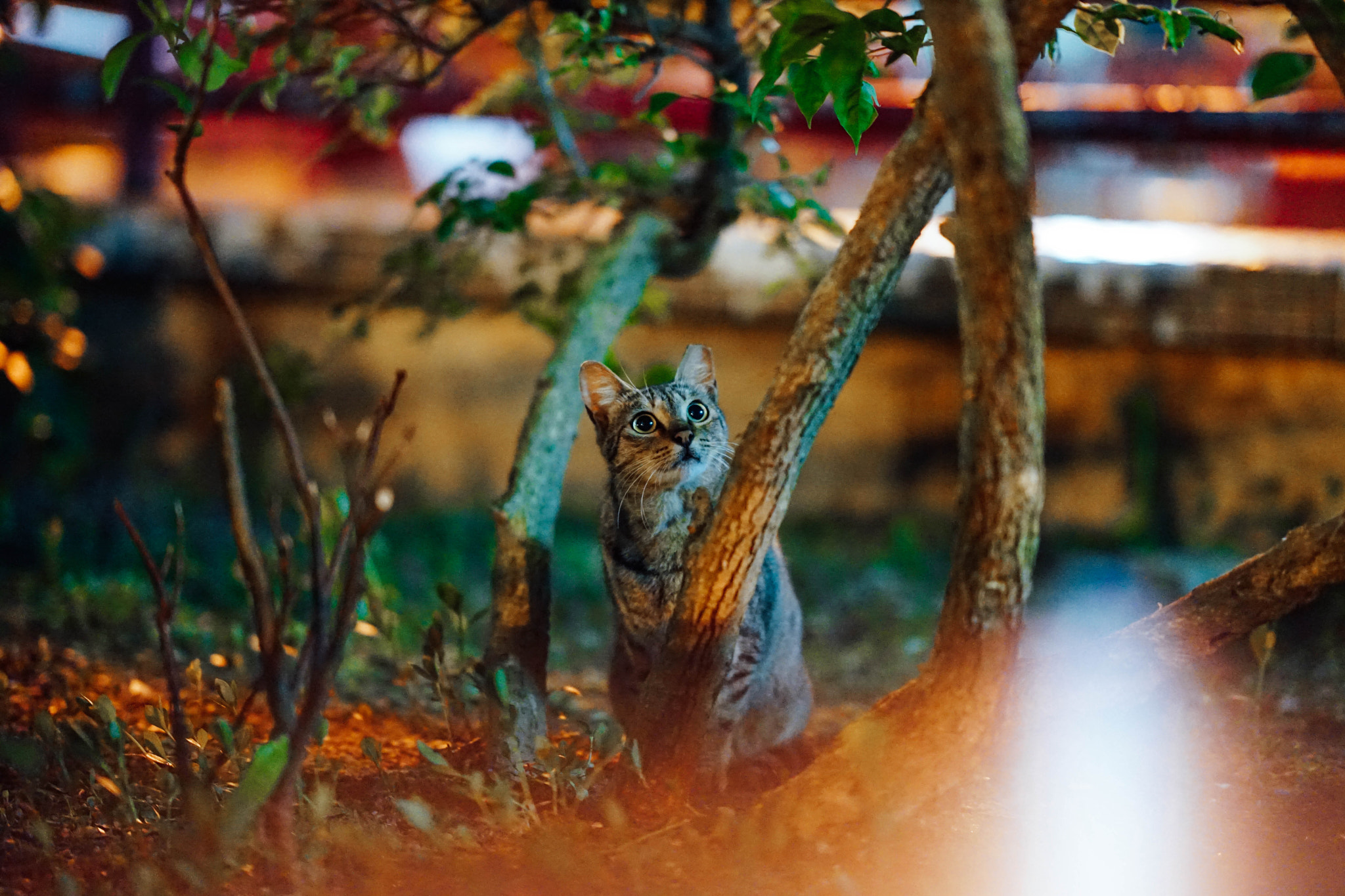 Sony a7 + Sony FE 85mm F1.4 GM sample photo. 20160523 photography