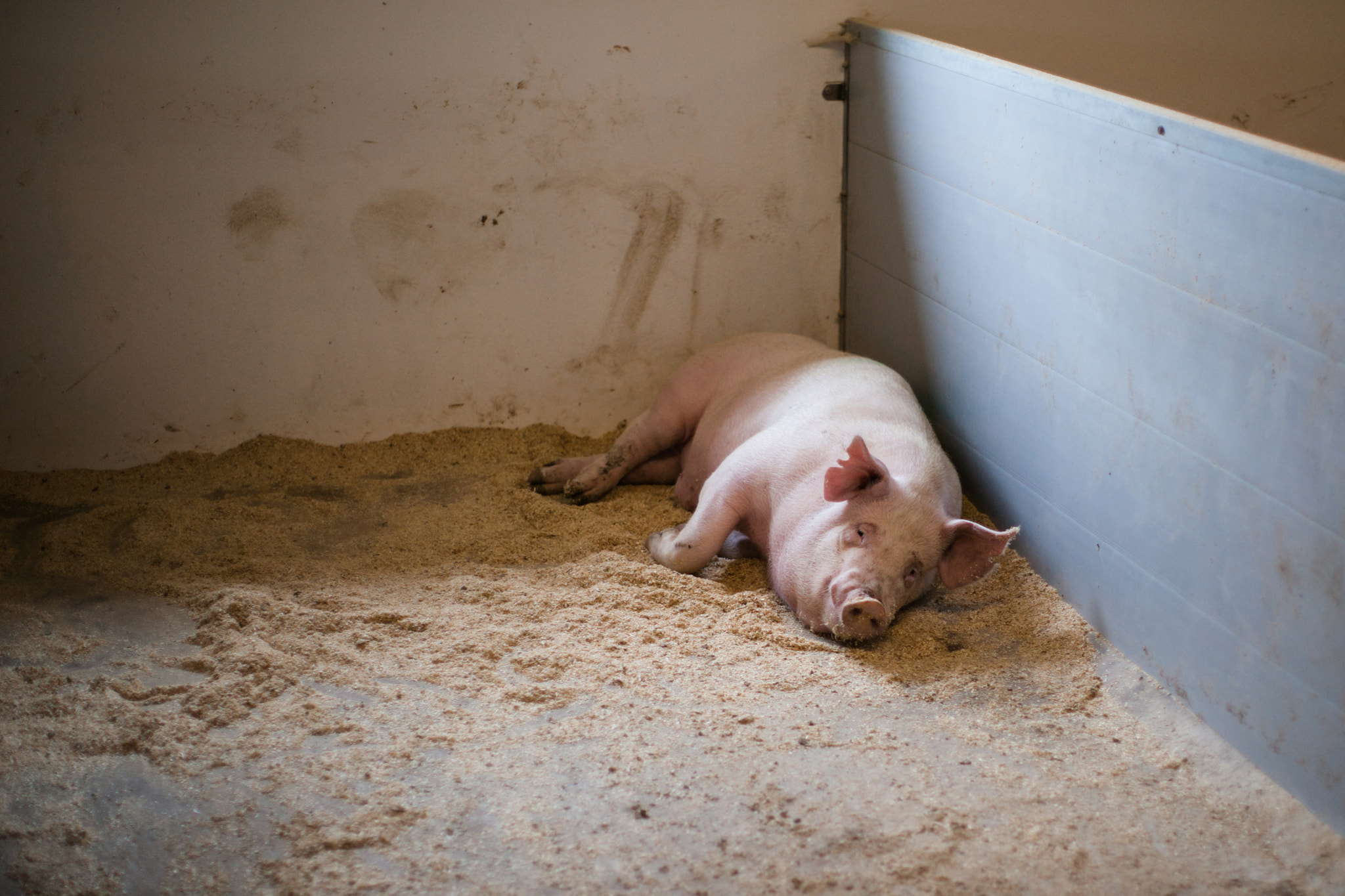 Sony 50mm F1.4 sample photo. Pig lying in a stable photography