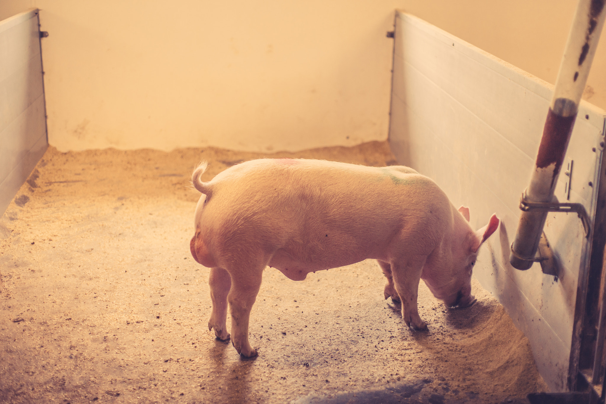 Sony 50mm F1.4 sample photo. Pig eating grain in a stable photography