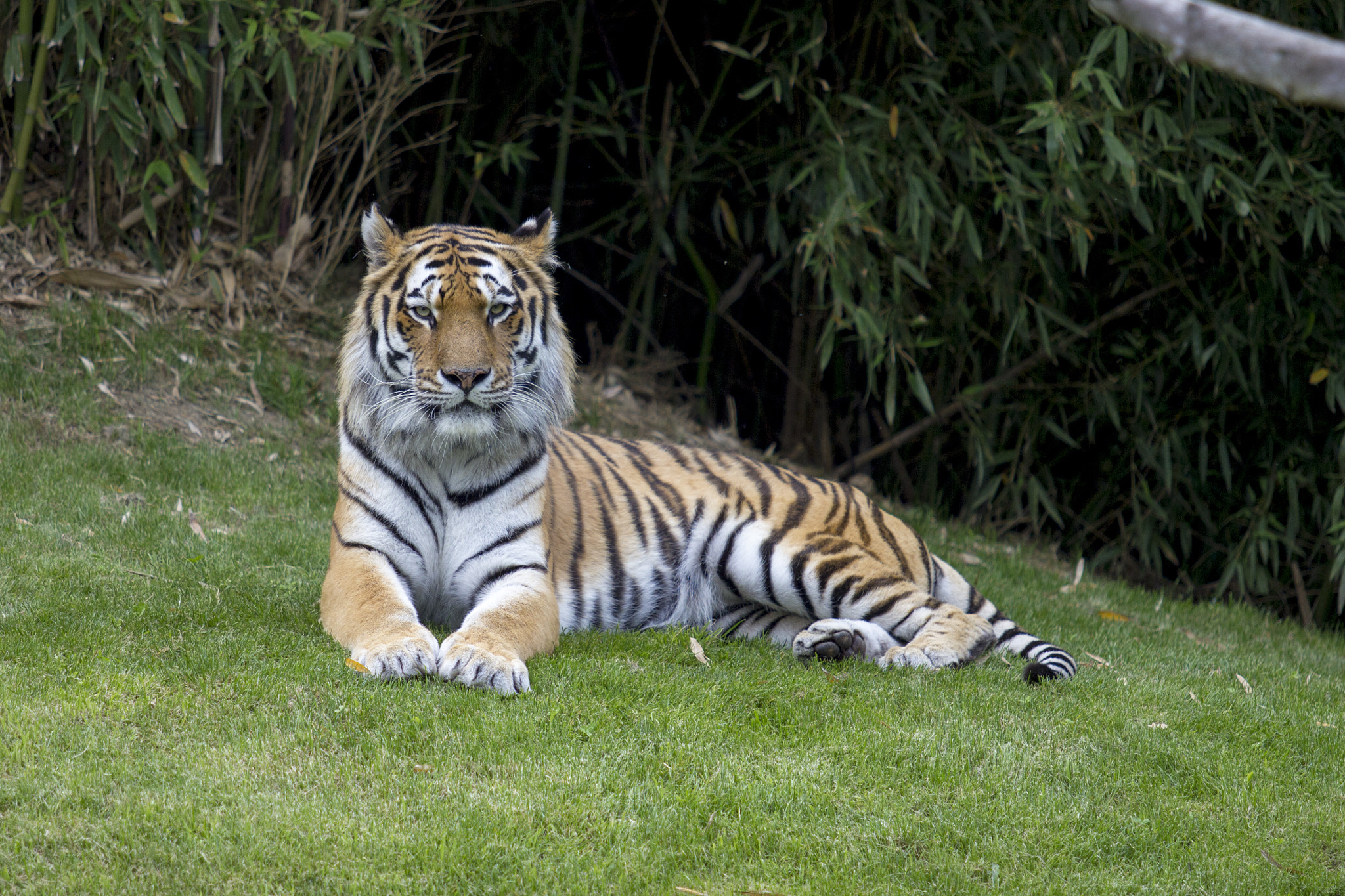 Canon EF 70-200mm F2.8L USM sample photo. Tigre photography