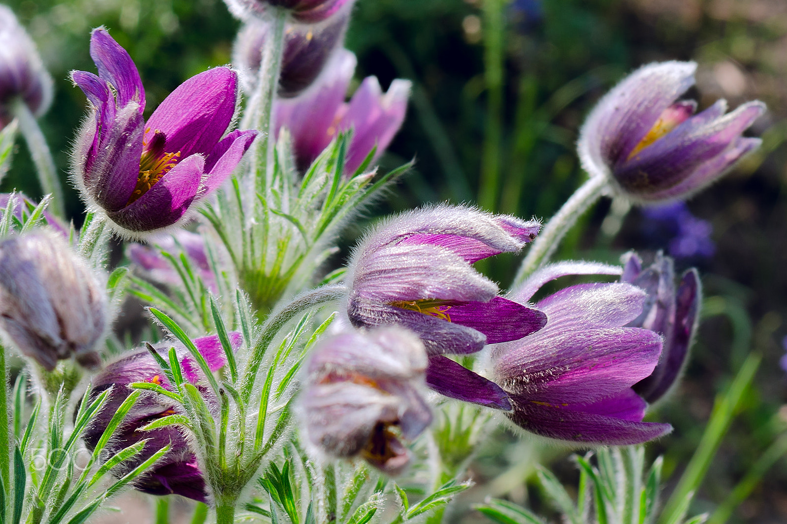 Nikon D7000 + AF Zoom-Nikkor 35-70mm f/2.8 sample photo. Pasque-flowers photography