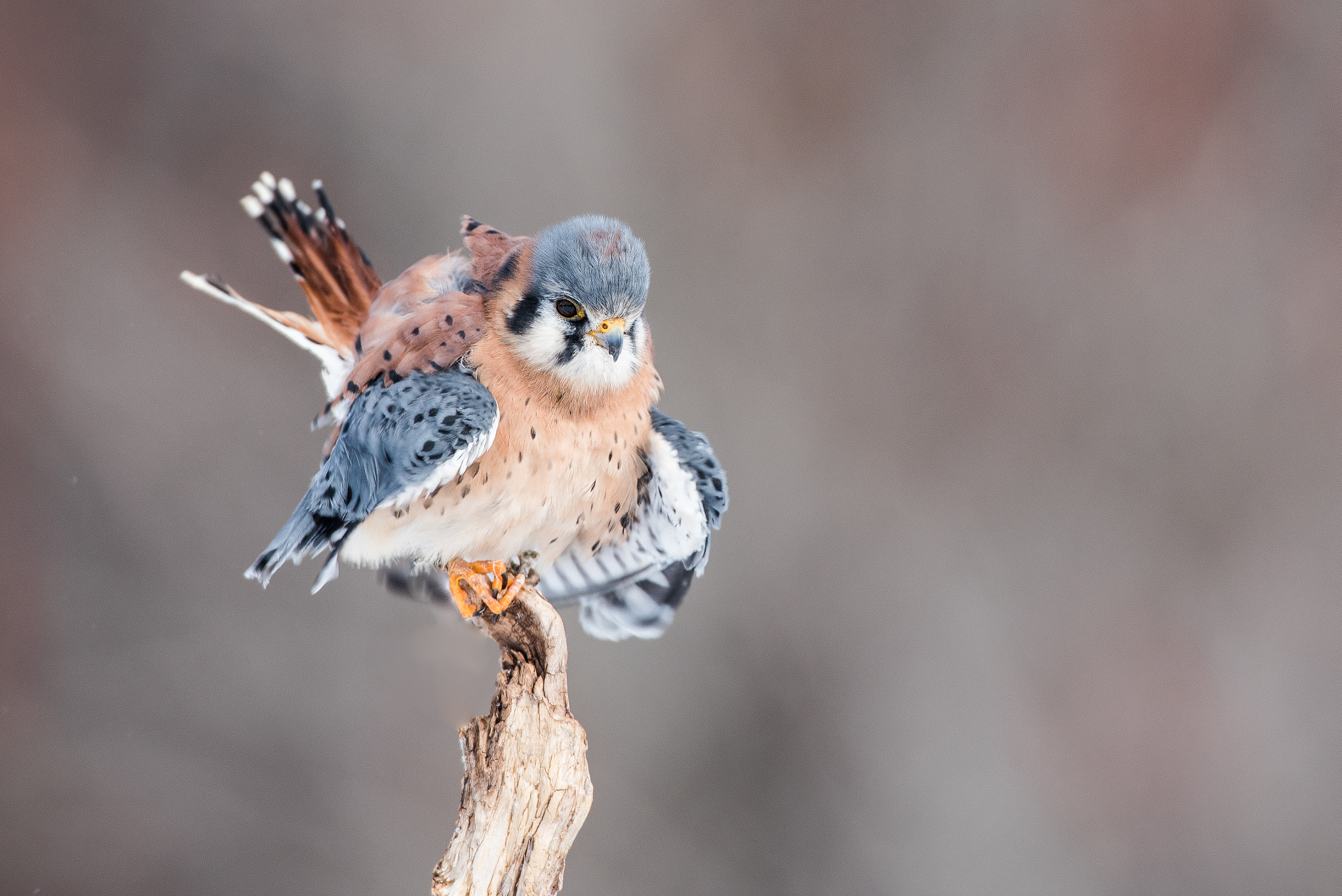 Nikon AF-S Nikkor 600mm F4D ED-IF II sample photo. American kestrel photography