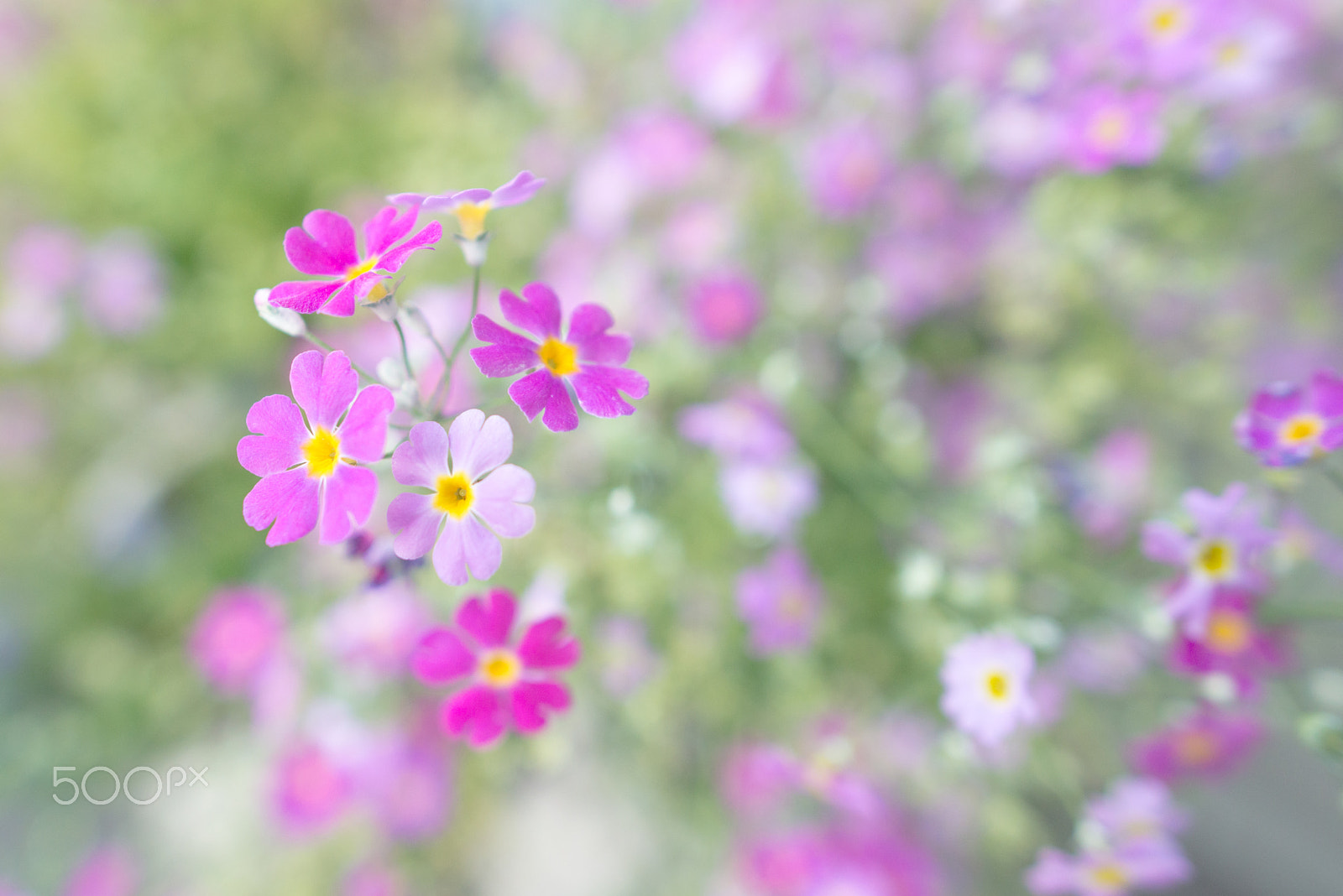 Nikon D800E + Nikon AF-S Nikkor 20mm F1.8G ED sample photo. Colorful photography