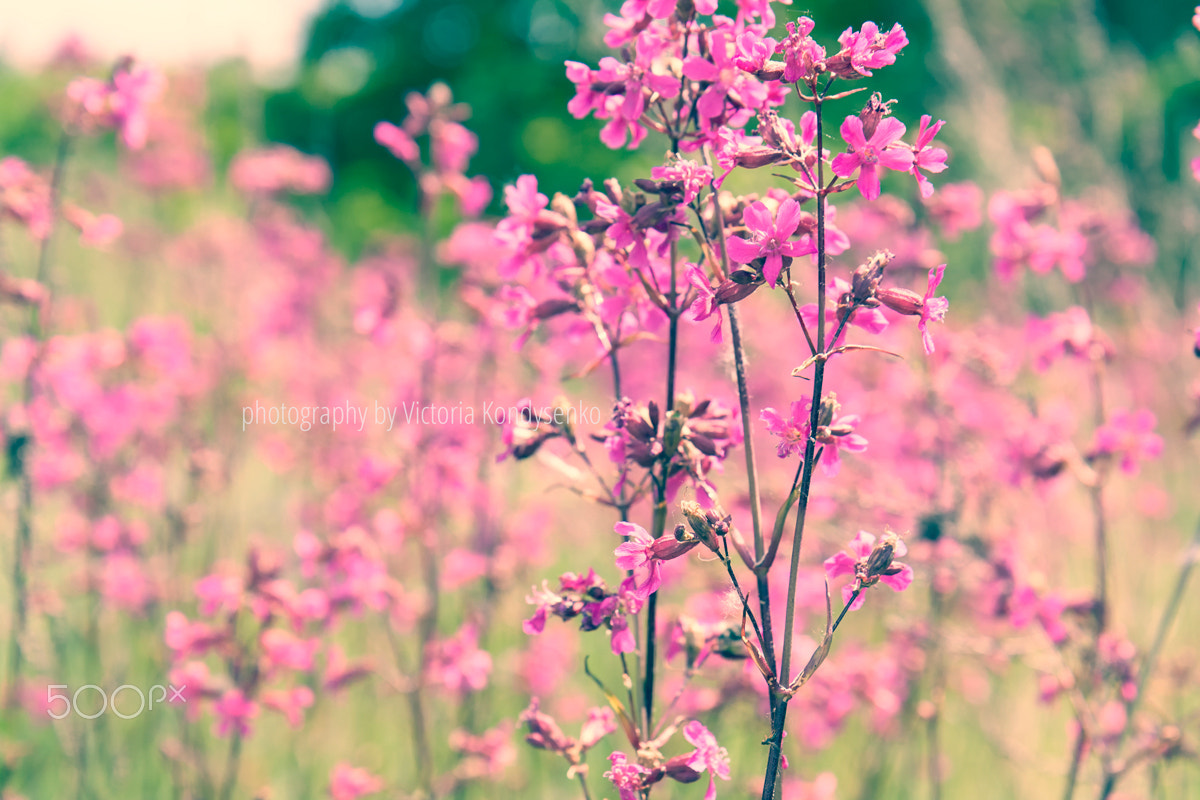 Canon EOS 1000D (EOS Digital Rebel XS / EOS Kiss F) sample photo. Nature spring summer flowers field sunny background photography