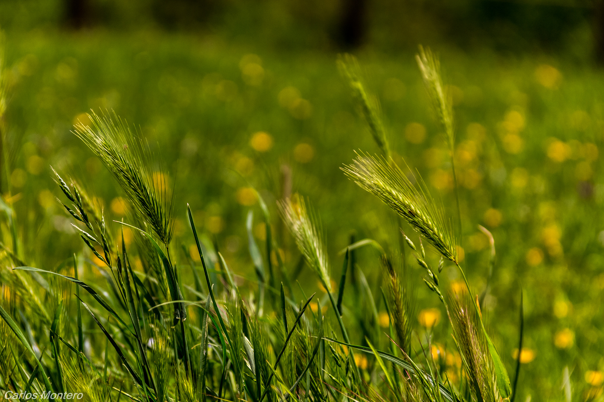 Sigma 18-125mm F3.8-5.6 DC OS HSM sample photo. Melena al viento photography