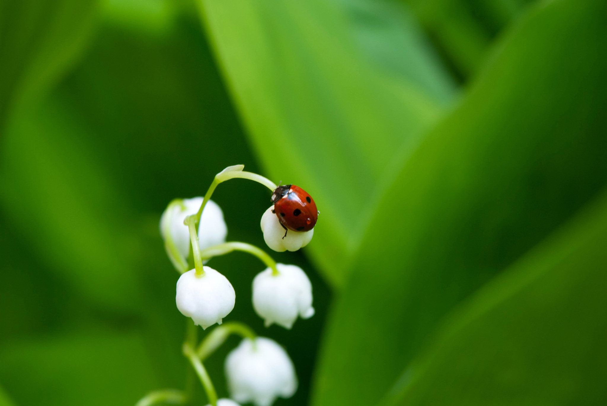 Nikon D3000 sample photo. Spring photography