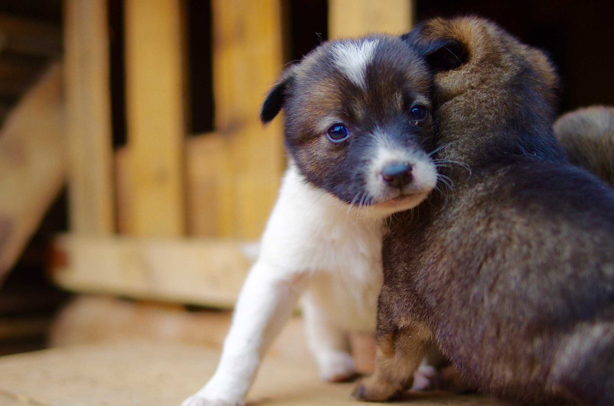 Pentax smc FA 31mm F1.8 AL Limited sample photo. 中华田园犬 photography