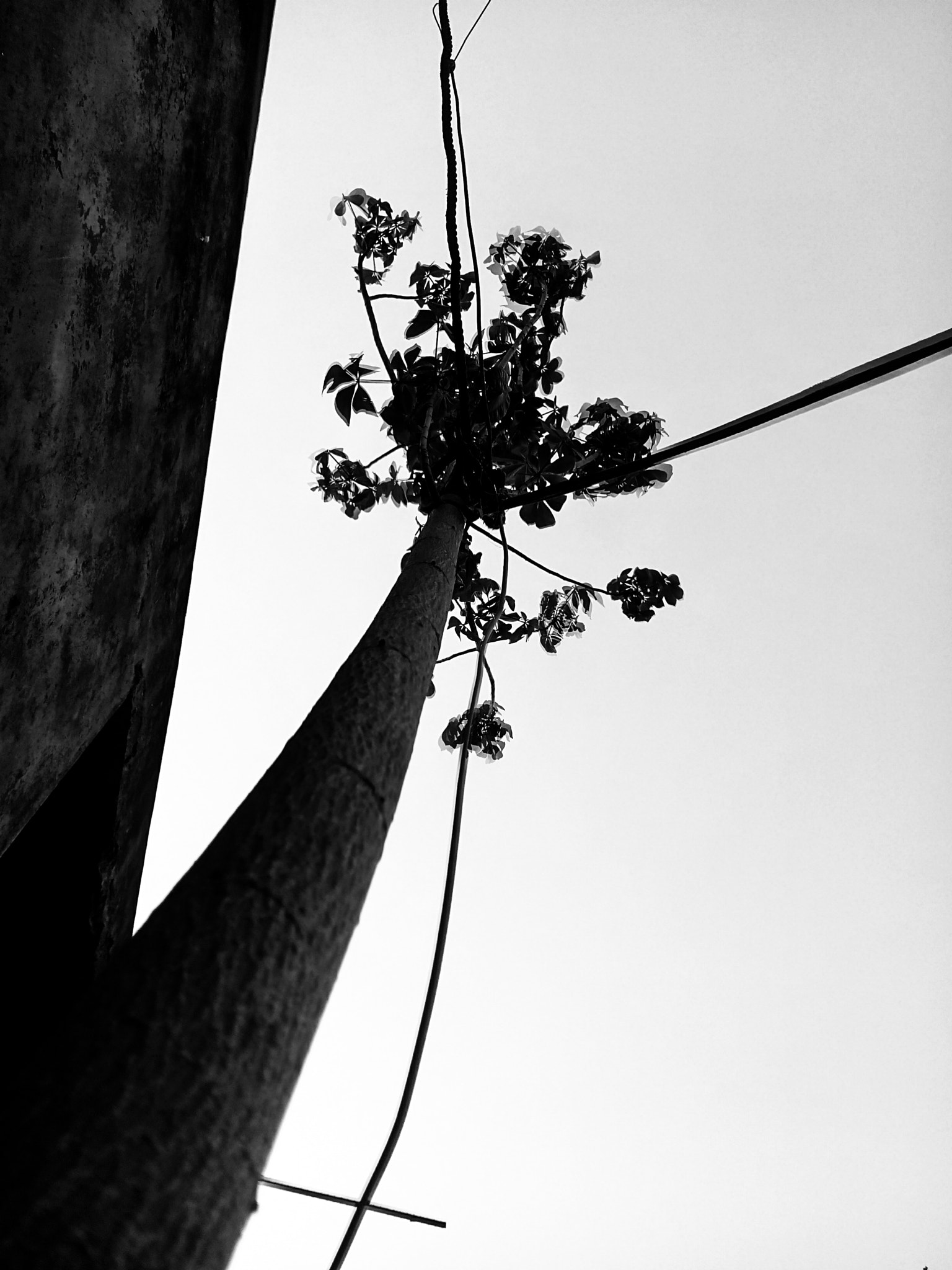 OPPO 1201 sample photo. B&w photography