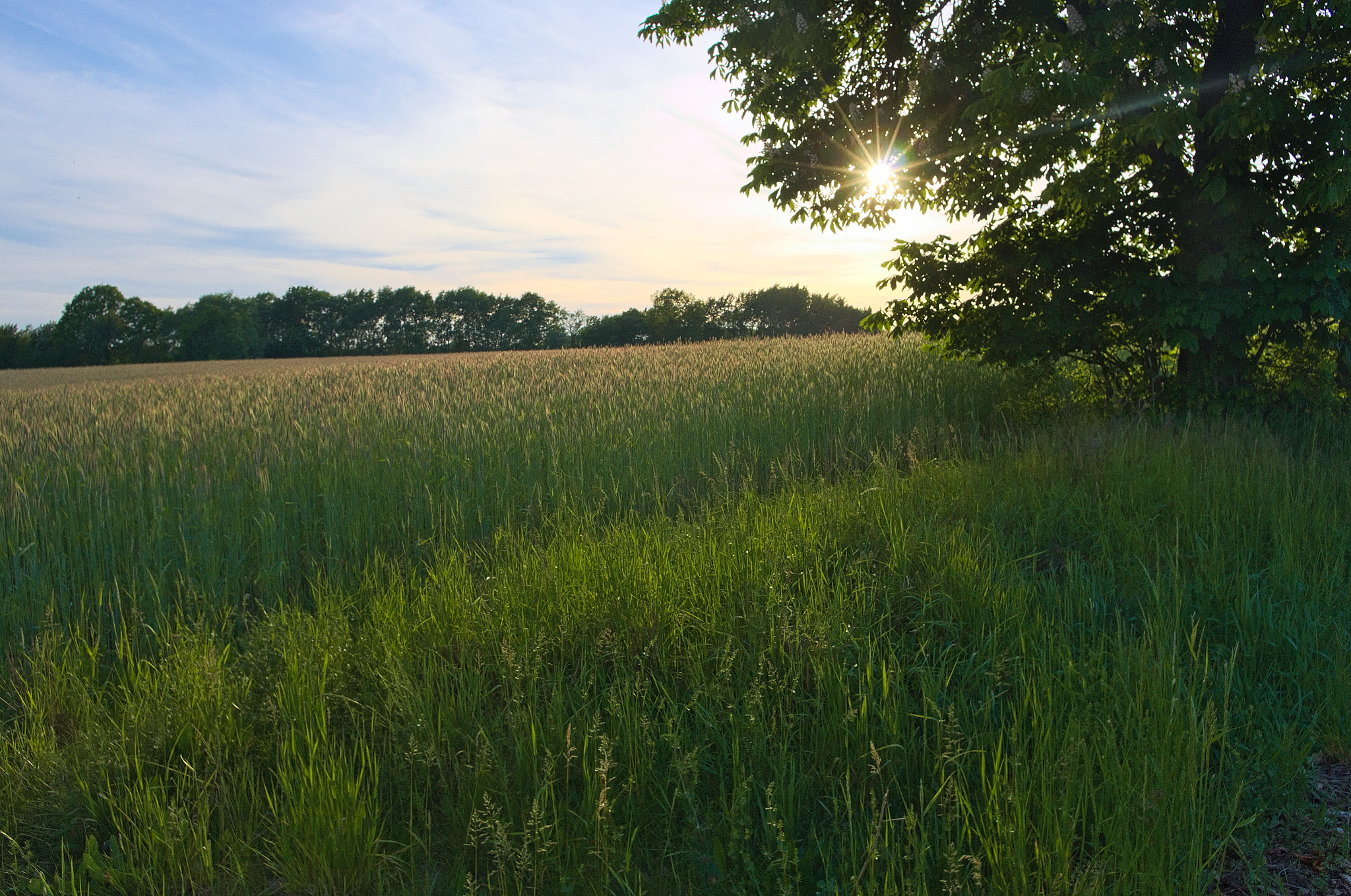 Pentax K-5 + Pentax smc DA 15mm F4 ED AL Limited sample photo. Evening at morasko photography