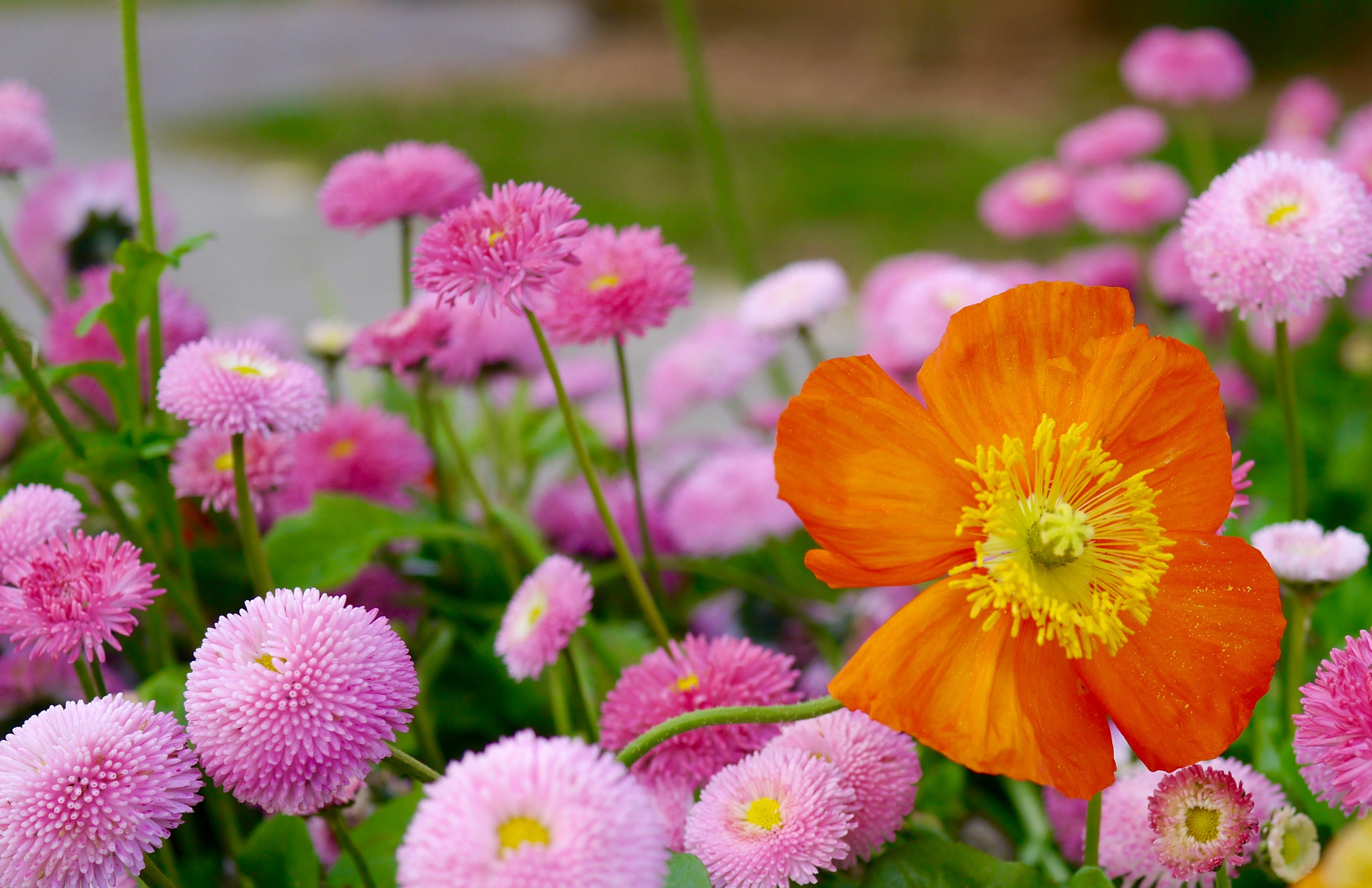 Panasonic Lumix DMC-GX1 + Panasonic Lumix G Macro 30mm F2.8 ASPH Mega OIS sample photo. Rose et orange photography