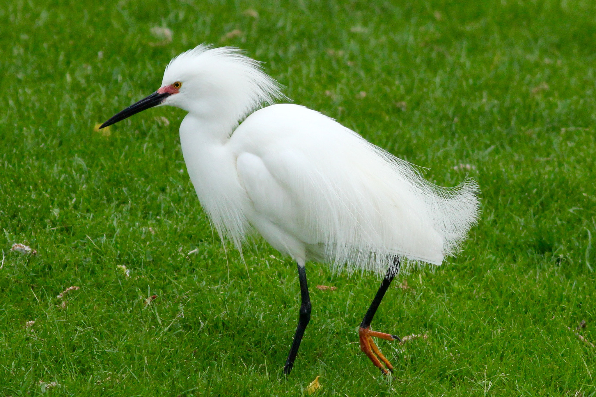 Canon EOS 60D + Canon EF 400mm F5.6L USM sample photo. Breeding plumage photography