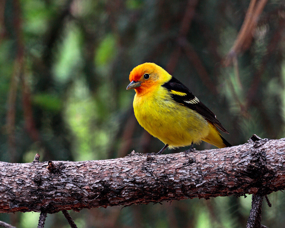 Canon EF 100-400mm F4.5-5.6L IS II USM sample photo. Western tanager 2 photography