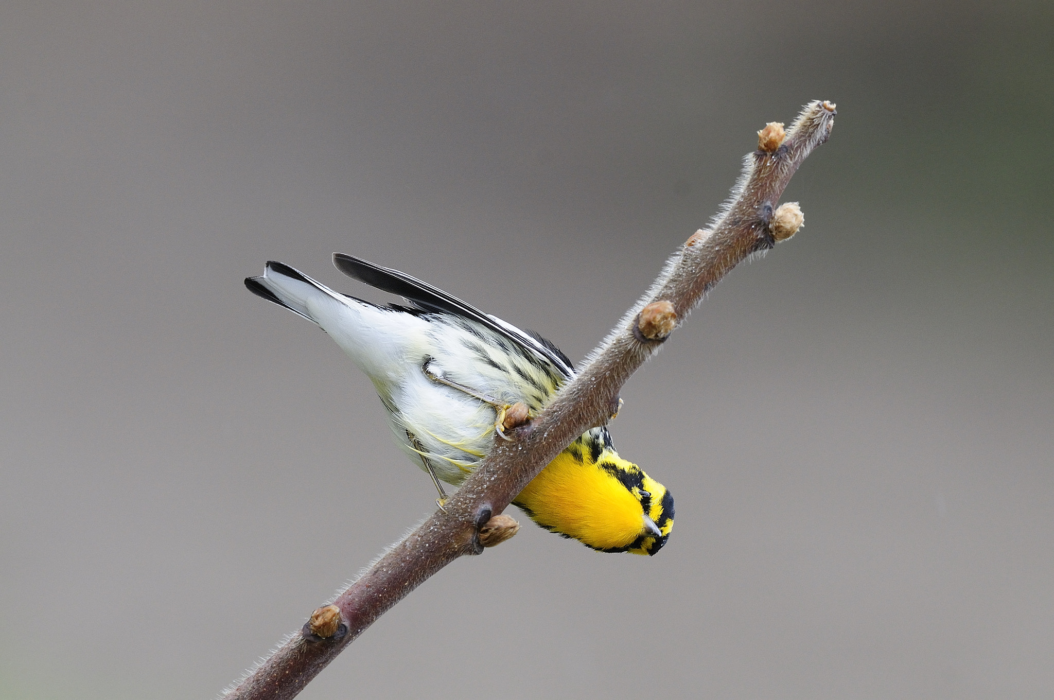 Nikon D300S + Nikon AF-S Nikkor 500mm F4G ED VR sample photo. Paruline à gorge orangée setophaga fusca blackburnian warbler cld photography