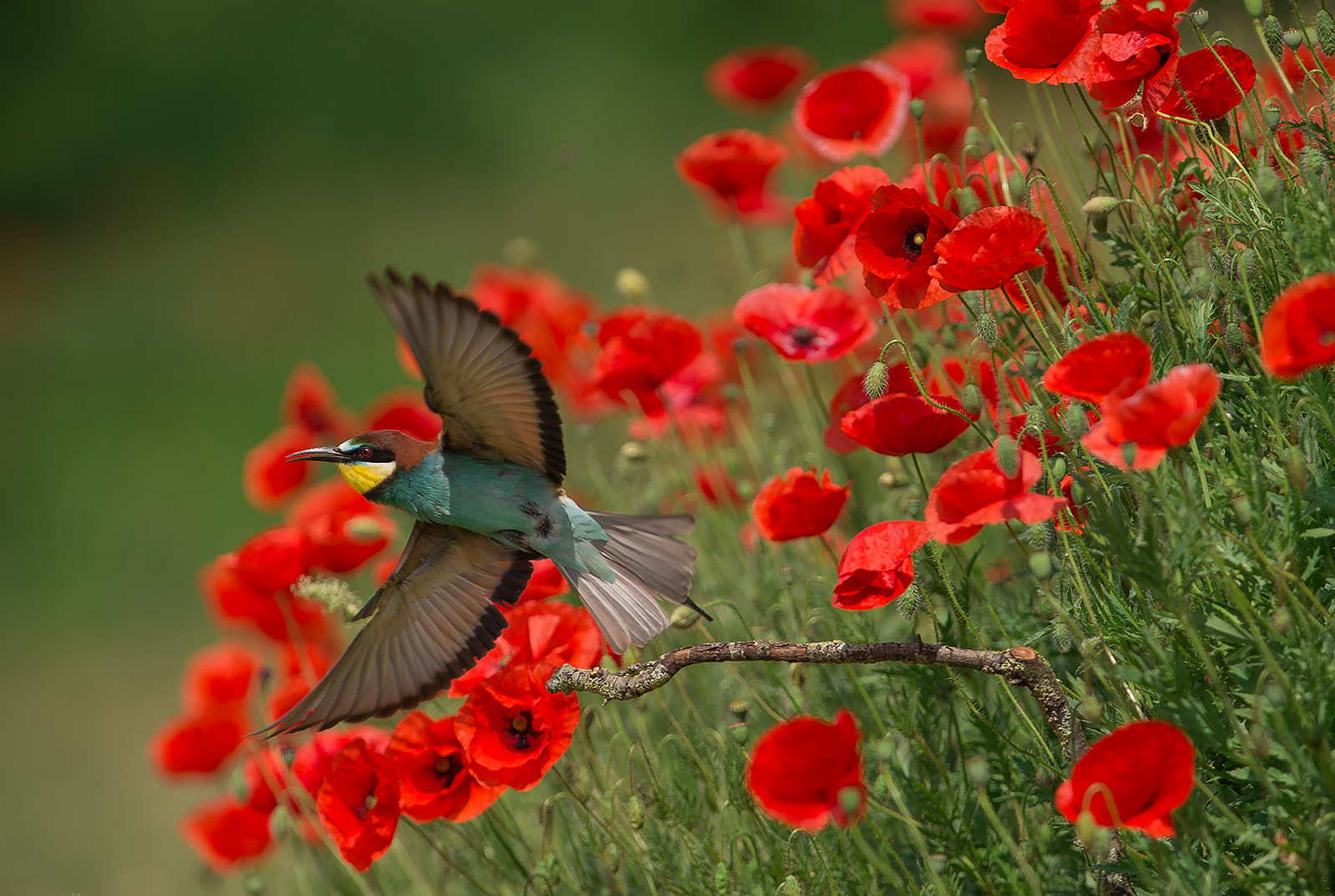Nikon AF-S Nikkor 300mm F2.8G ED-IF VR sample photo. European bee-eater photography
