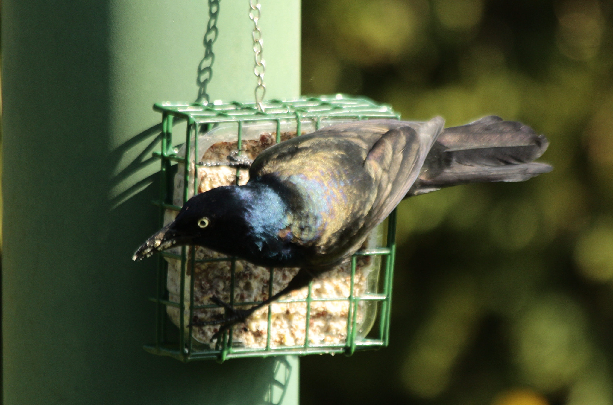 Canon EF 70-300mm F4-5.6 IS USM sample photo. Common grackle photography