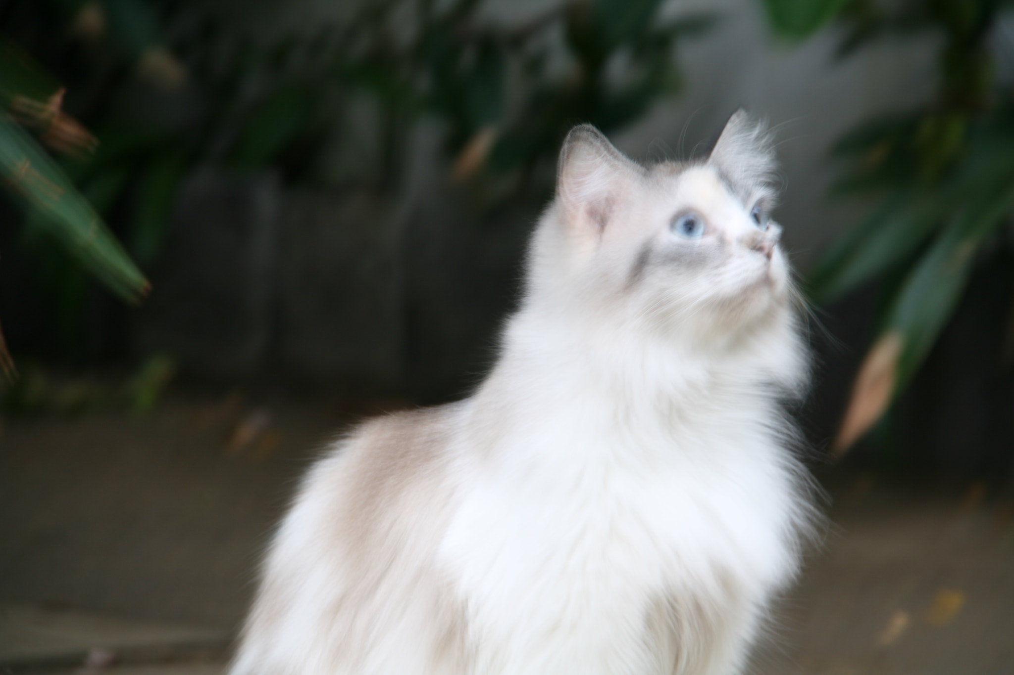 Canon EOS 400D (EOS Digital Rebel XTi / EOS Kiss Digital X) sample photo. Blurred cat photography