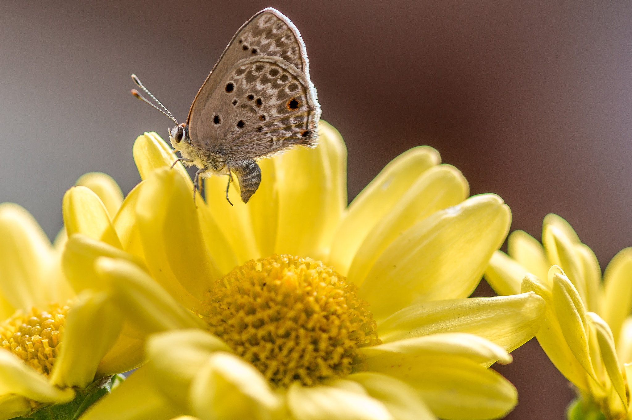 Nikon AF-S Micro-Nikkor 105mm F2.8G IF-ED VR sample photo. Walking through daisies... photography