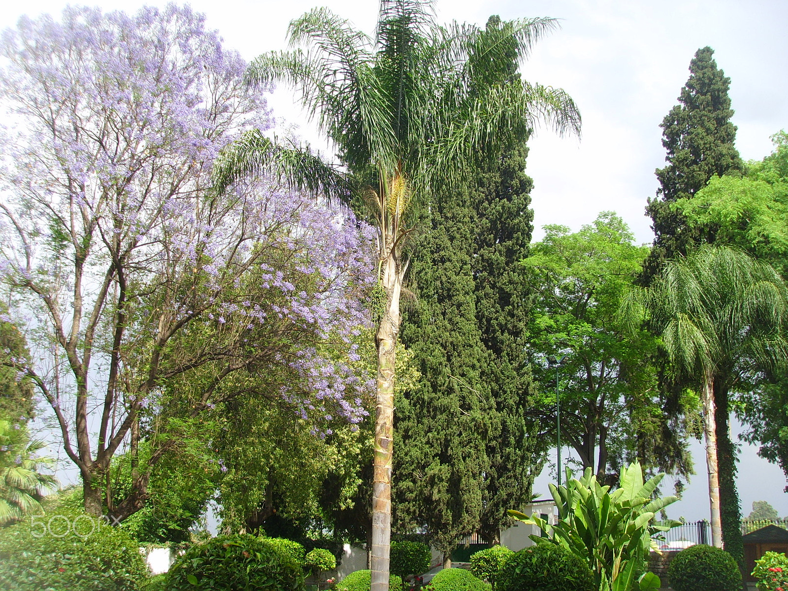 Samsung Digimax i6 PMP, Samsung #11 PMP sample photo. Moroccain-garden photography