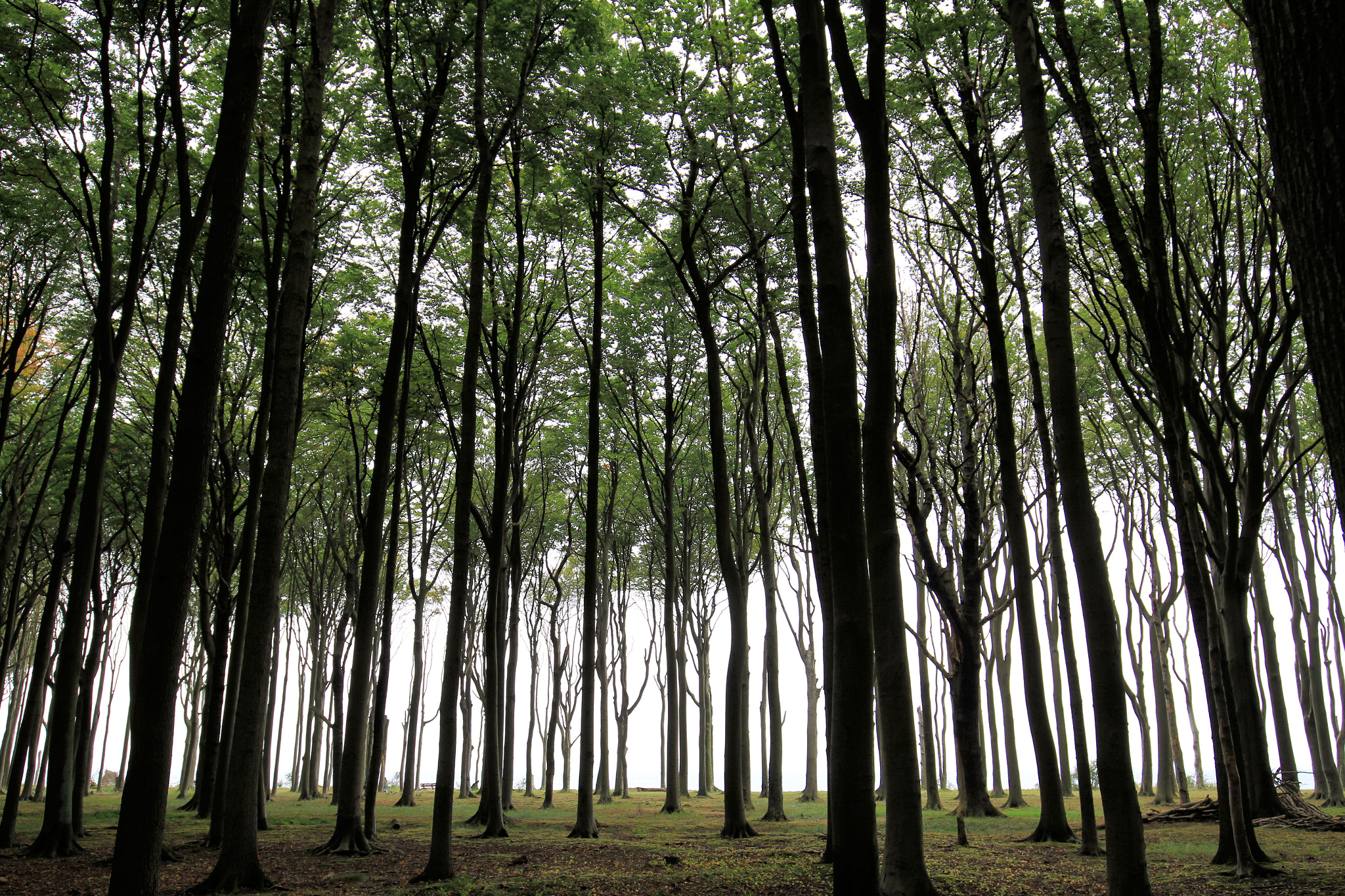 Canon EOS 7D + Canon EF 16-35mm F4L IS USM sample photo. Ghost forrest photography