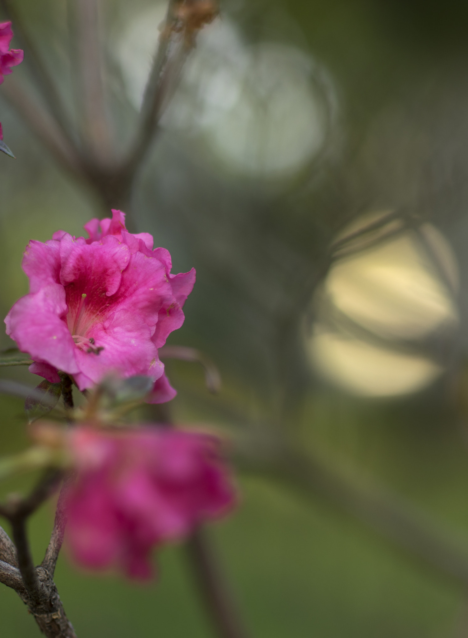 Pentax smc DA* 55mm F1.4 SDM sample photo. Lights out photography