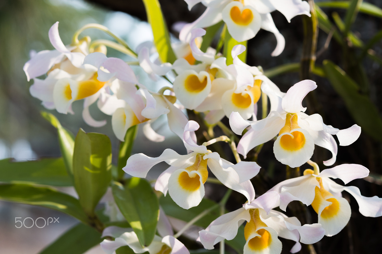 Nikon AF-S Micro-Nikkor 60mm F2.8G ED sample photo. Dendrobium signatum orchids. photography