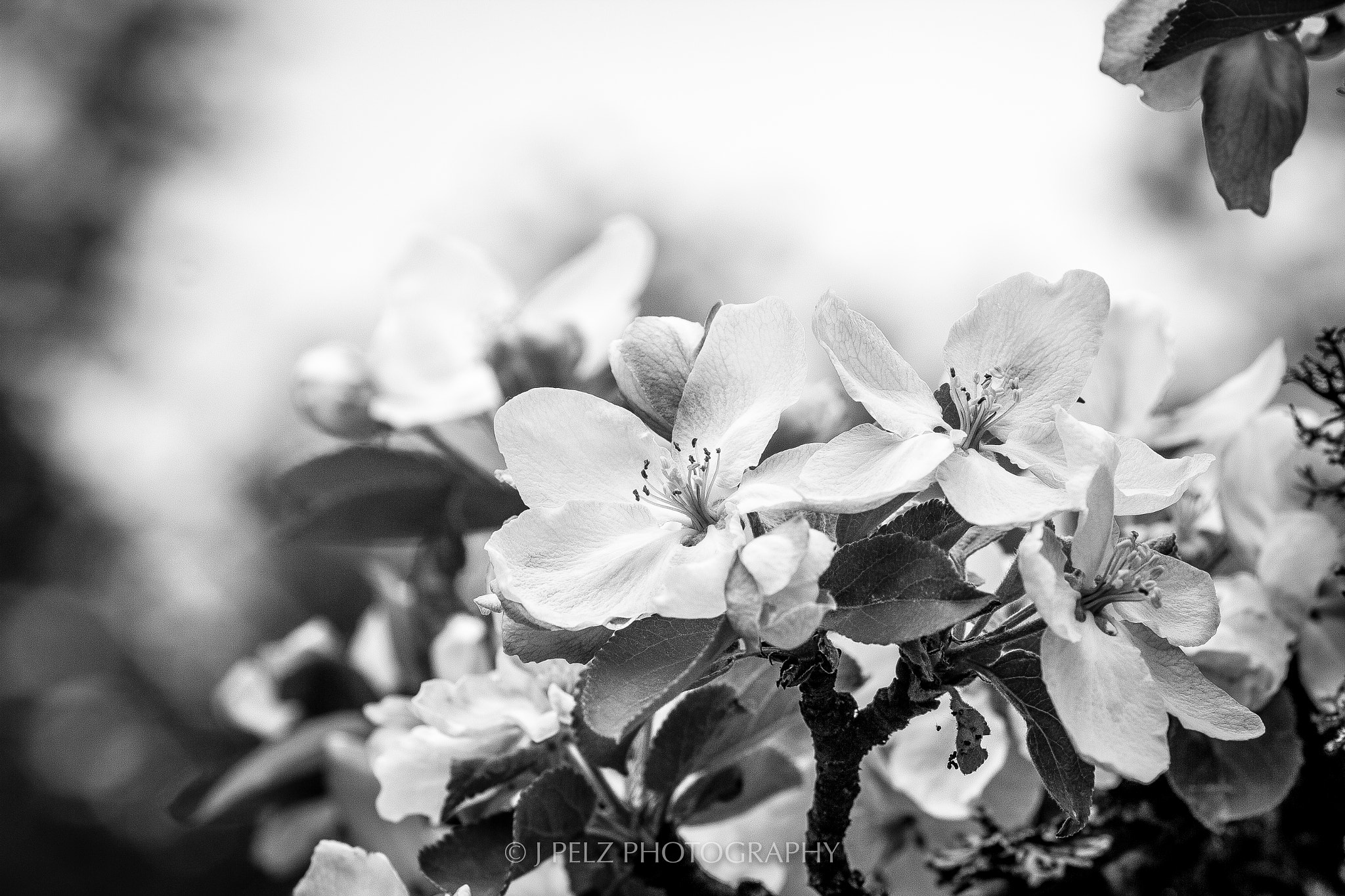 Canon EF 100mm F2.8 Macro USM sample photo. Appletree blossom photography