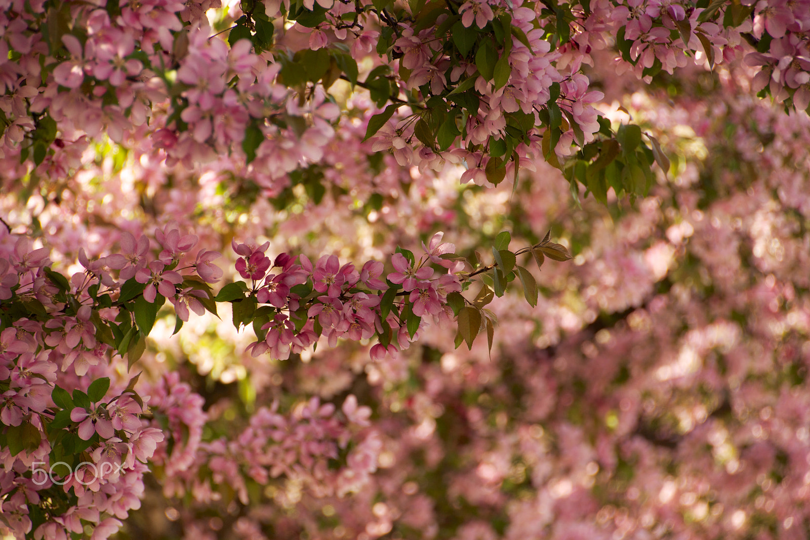 Tamron 18-270mm F3.5-6.3 Di II PZD sample photo. Blossom photography