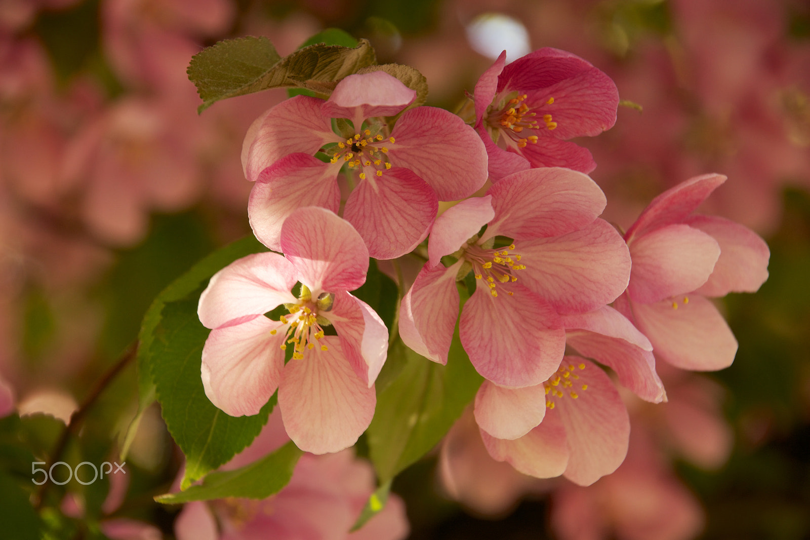 Tamron 18-270mm F3.5-6.3 Di II PZD sample photo. Fleur au printemps photography