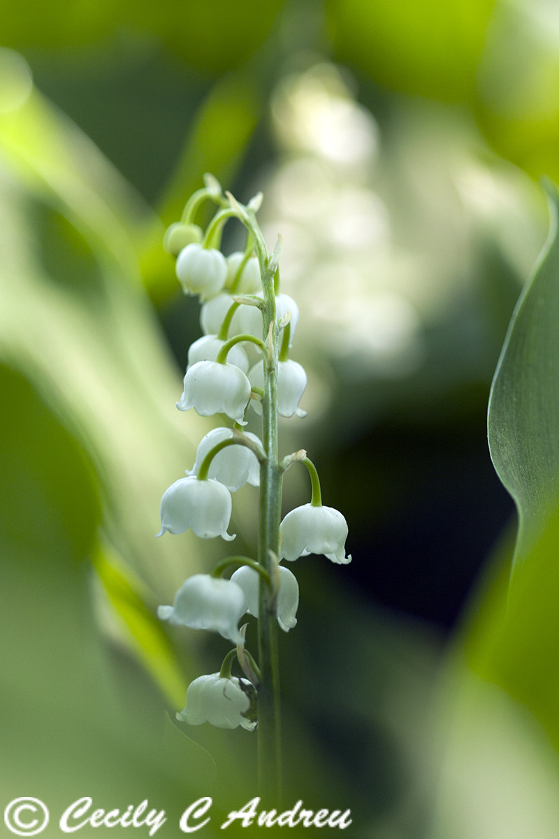 Canon EF 100mm F2.8 Macro USM sample photo. Lily of the valley photography