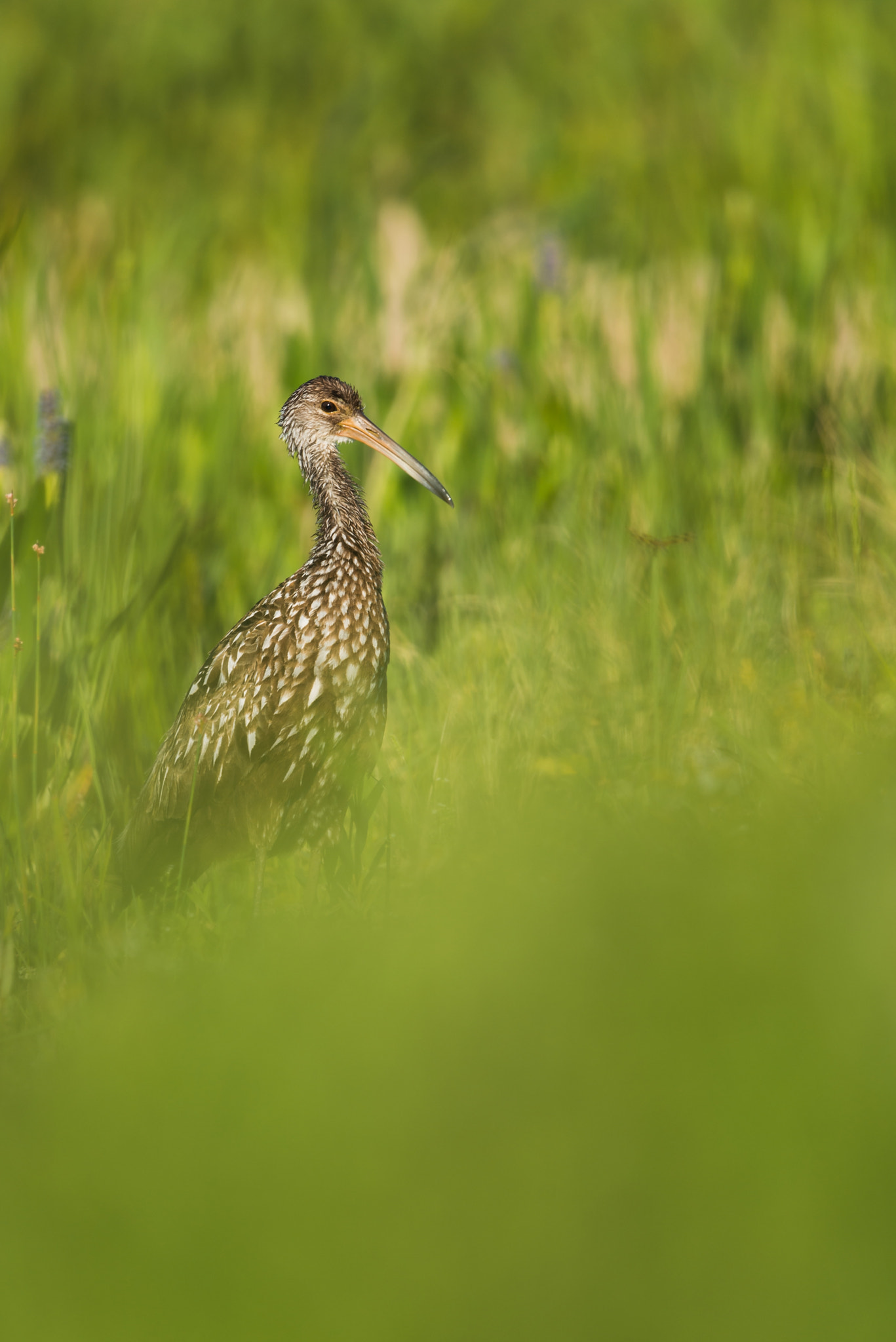 Nikon Nikkor AF-S 300mm F4E PF ED VR sample photo. Limpkin (aramus guarauna) photography