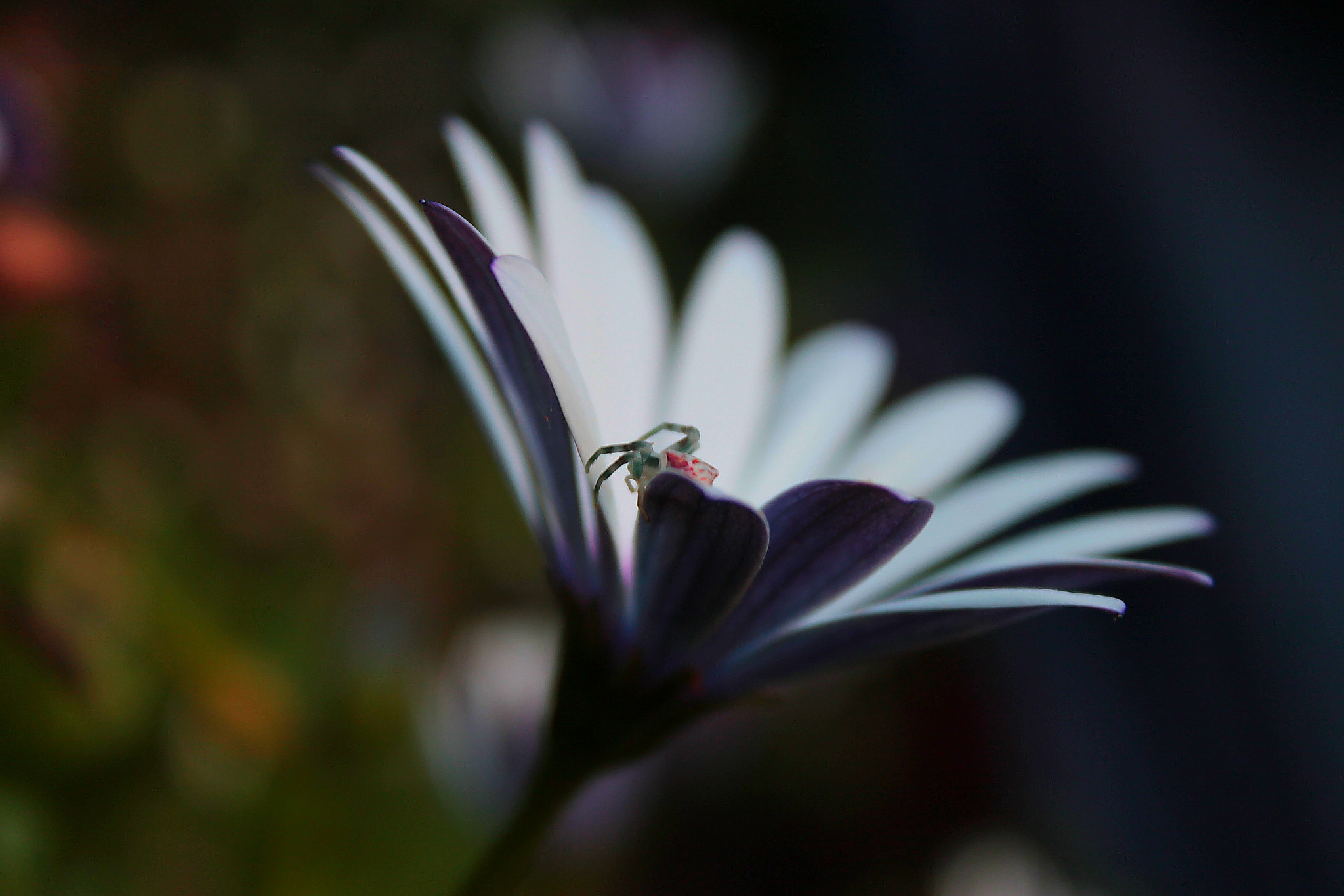 Canon EF-S 18-55mm F3.5-5.6 IS II sample photo. Spider photography