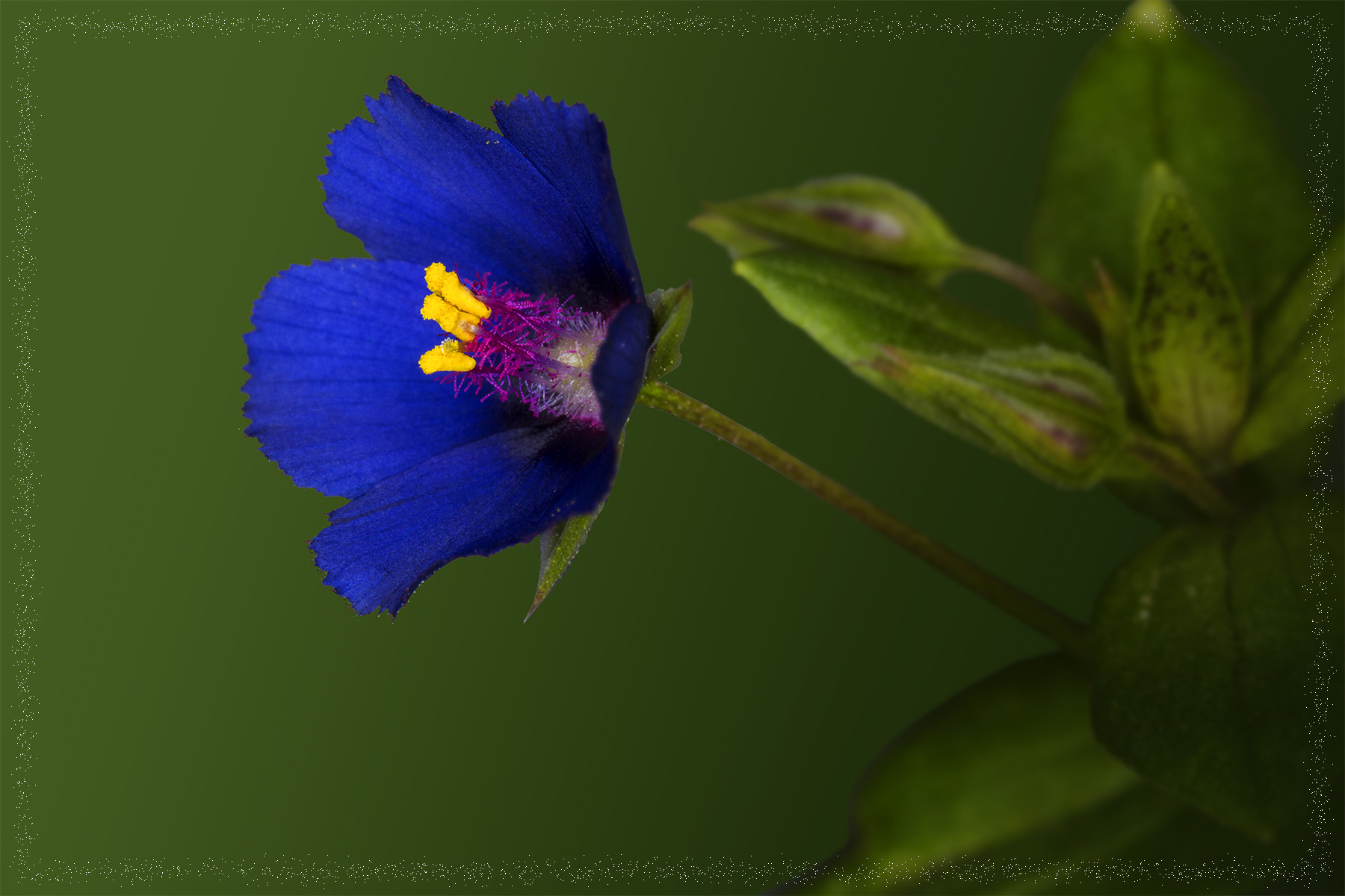 Canon MP-E 65mm F2.5 1-5x Macro Photo sample photo. Macro photography