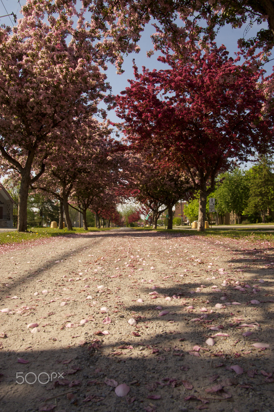 Tamron 18-270mm F3.5-6.3 Di II PZD sample photo. Le chemin de fleurs photography