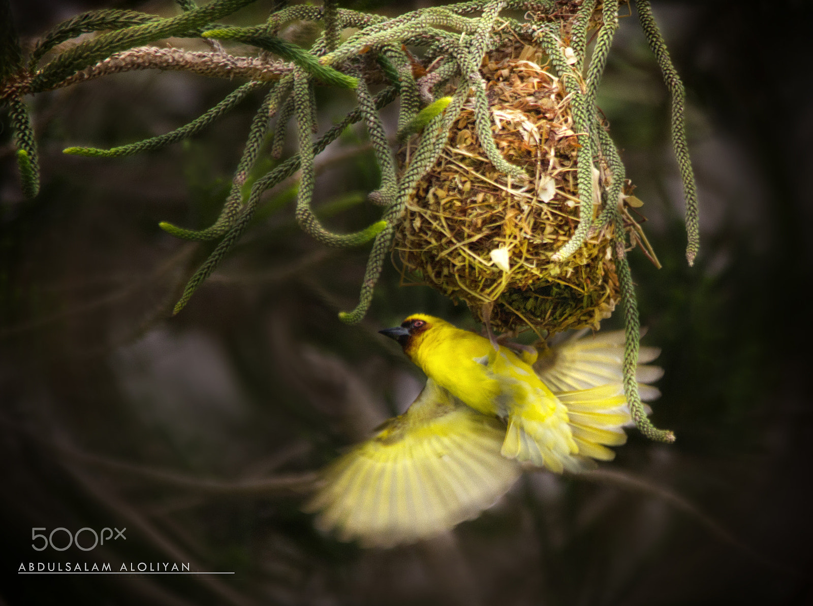 Sigma 150-500mm F5-6.3 DG OS HSM sample photo. Rueppell’s weaver photography