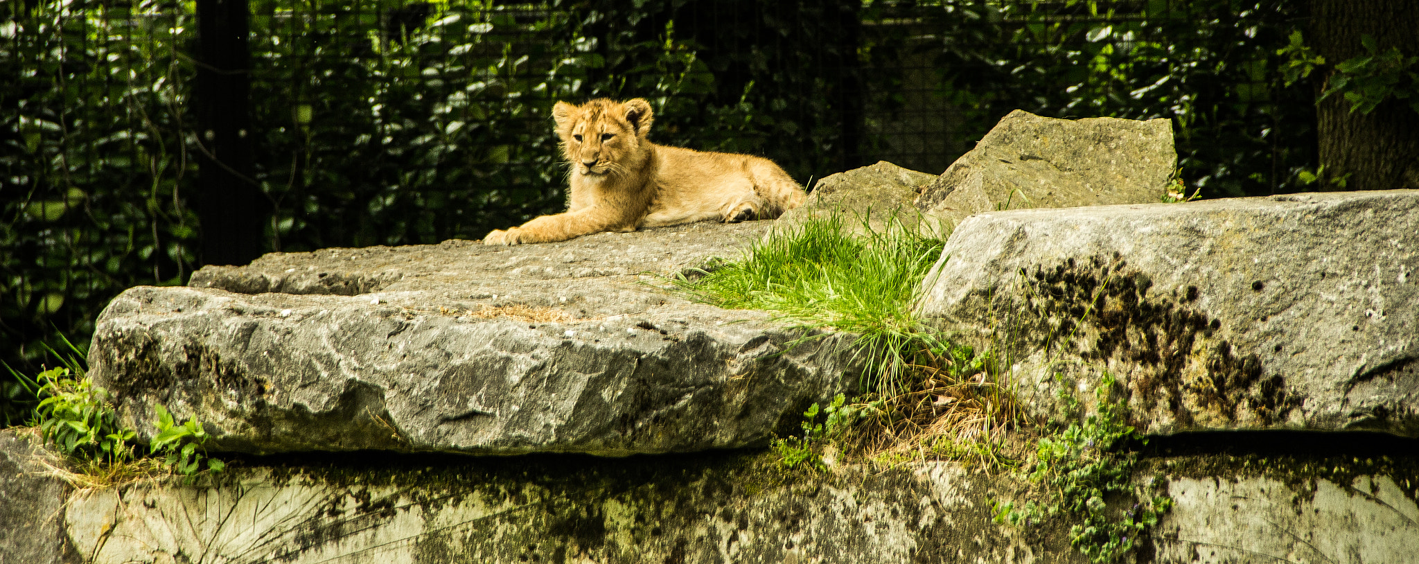Canon EF-S 18-135mm F3.5-5.6 IS sample photo. Little lion photography