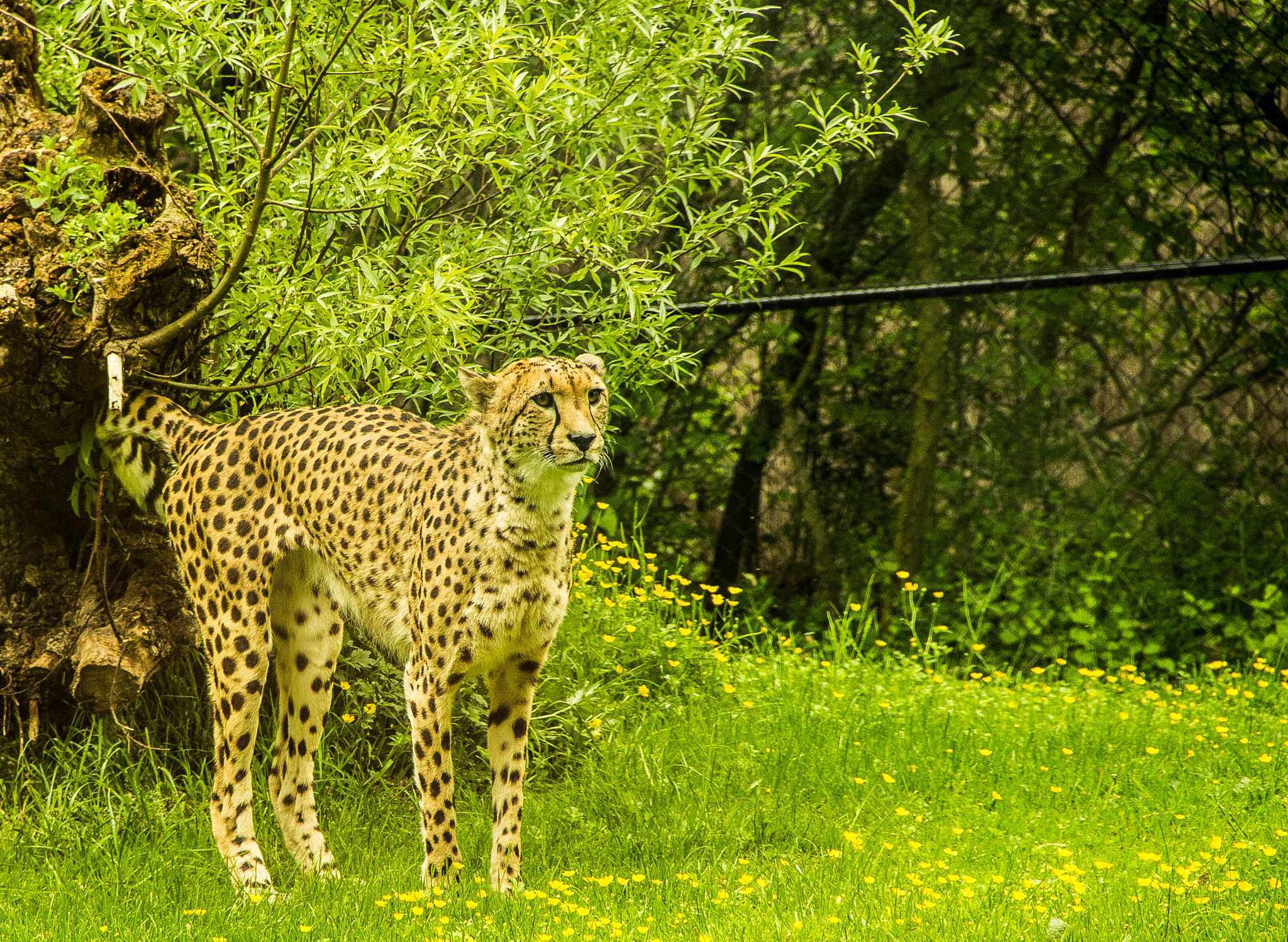 Canon EF-S 18-135mm F3.5-5.6 IS sample photo. Cheetah photography