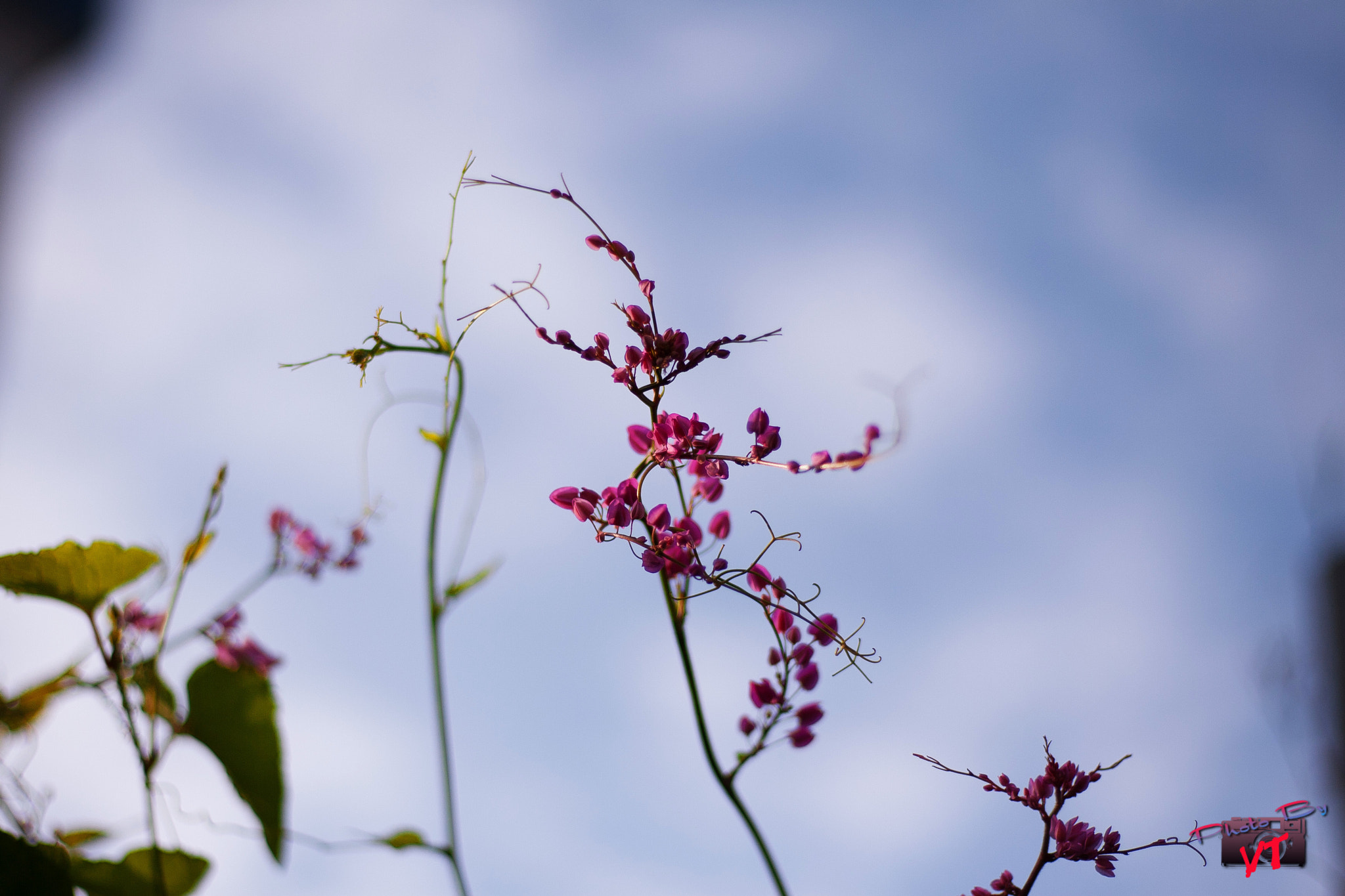 Canon EOS 30D + Canon EF 50mm F1.8 STM sample photo. Tigon photography