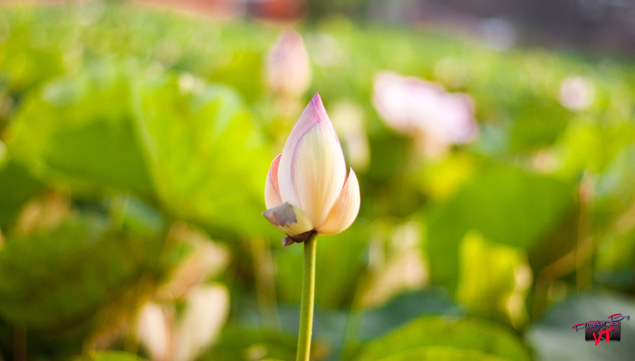 Canon EOS 30D + Canon EF 50mm F1.8 STM sample photo. Sen photography