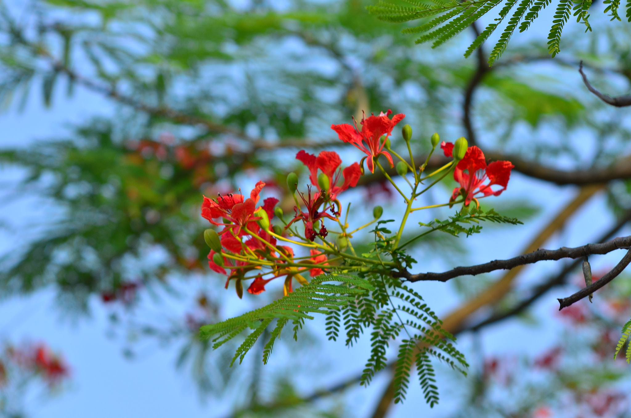 Manual Lens No CPU sample photo. Dsc_8074.jpg photography